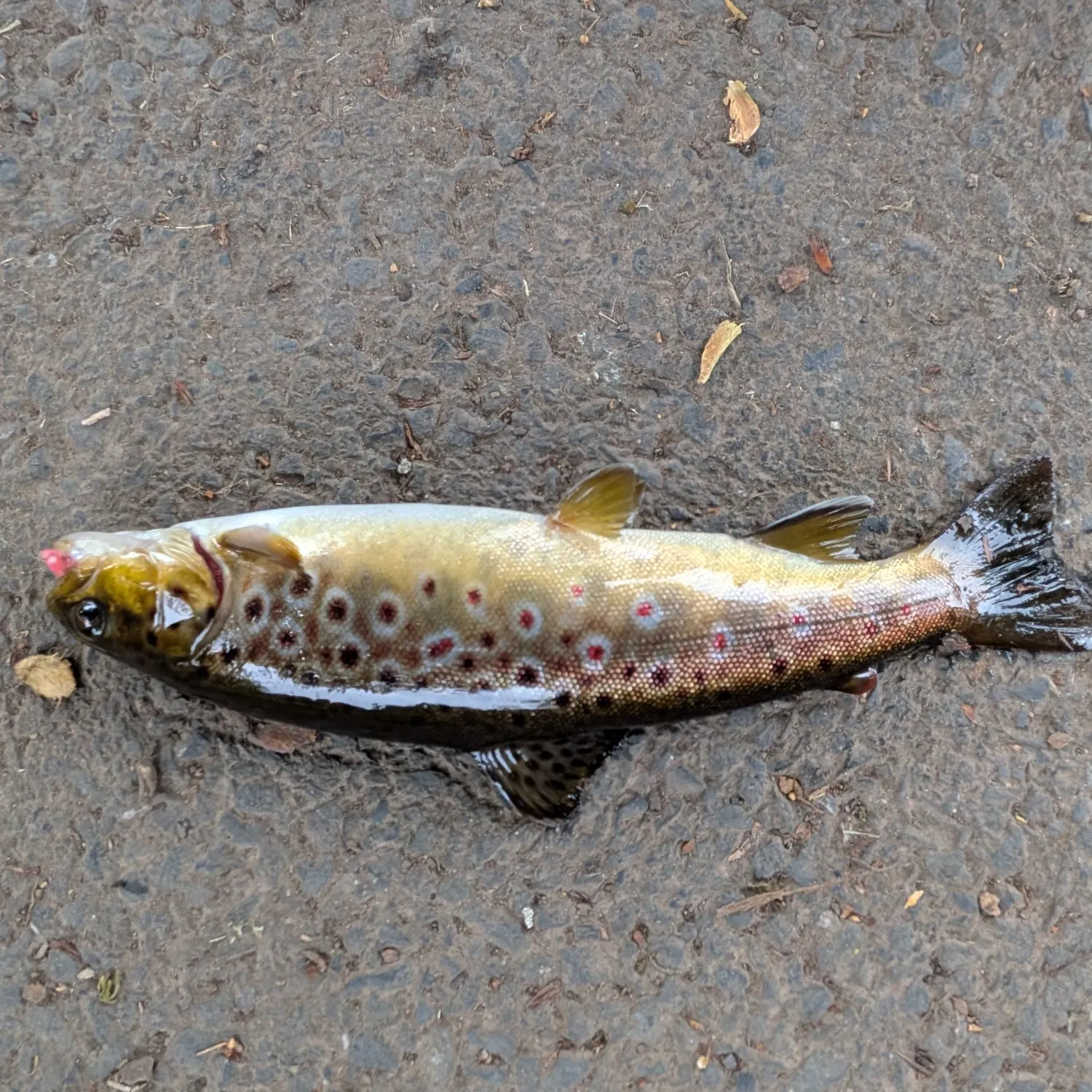 The most recent Brown trout catches on Fishbrain