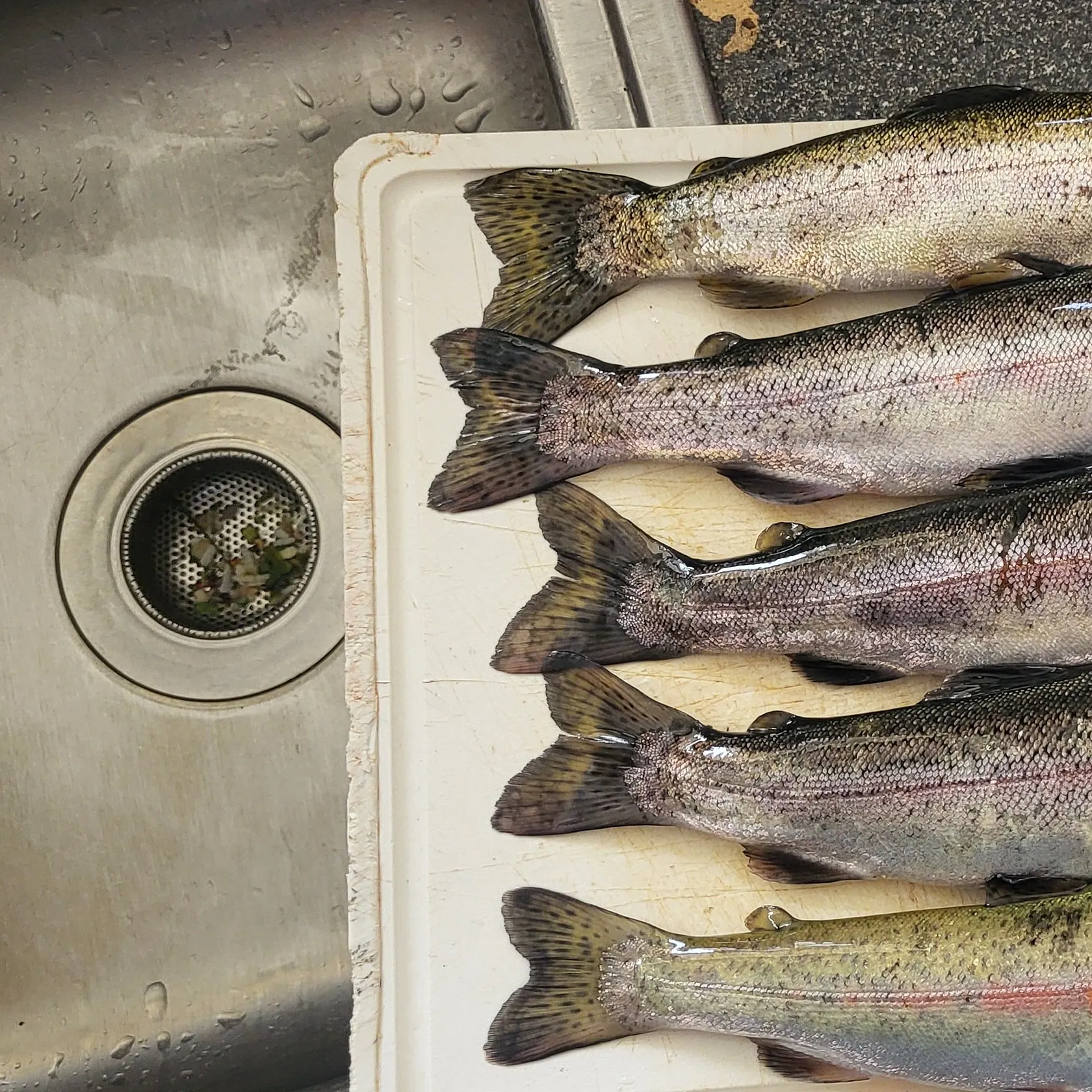 Rainbow trout caught on Fishbrain