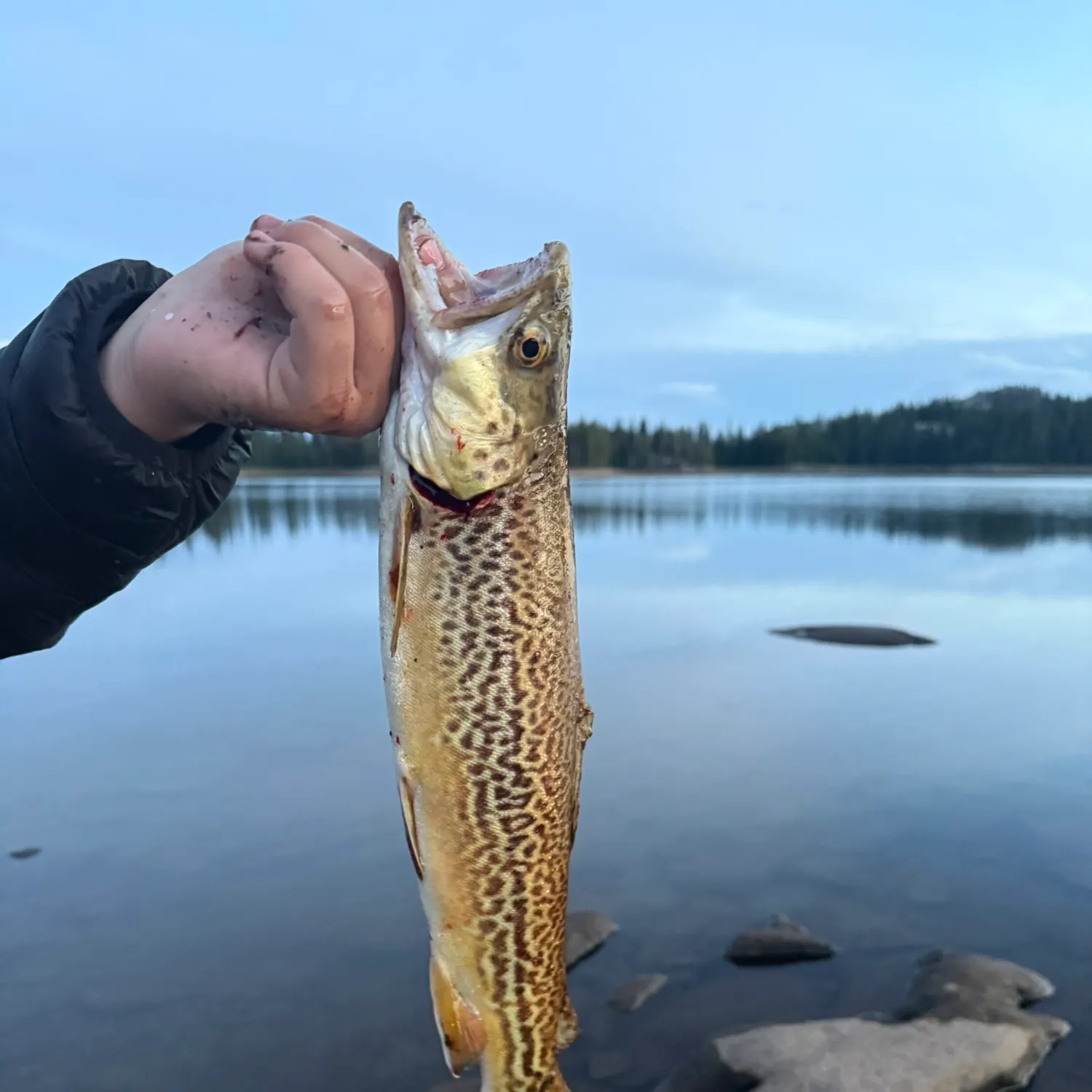 Tiger trout caught on Fishbrain