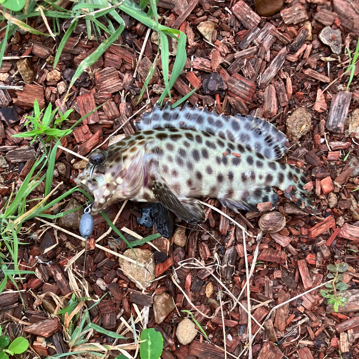 The most recent Orange-spotted grouper catches on Fishbrain