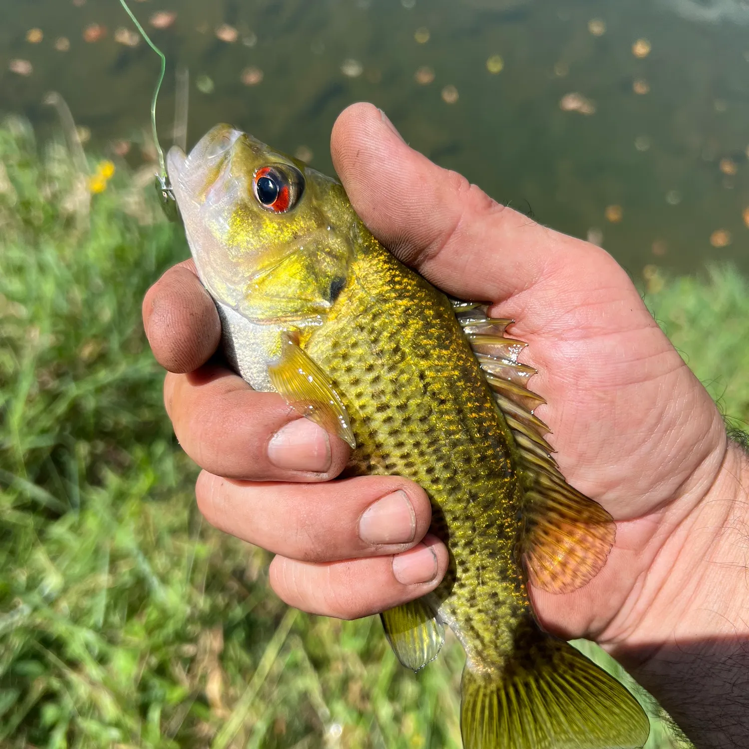 Rock bass caught on Fishbrain