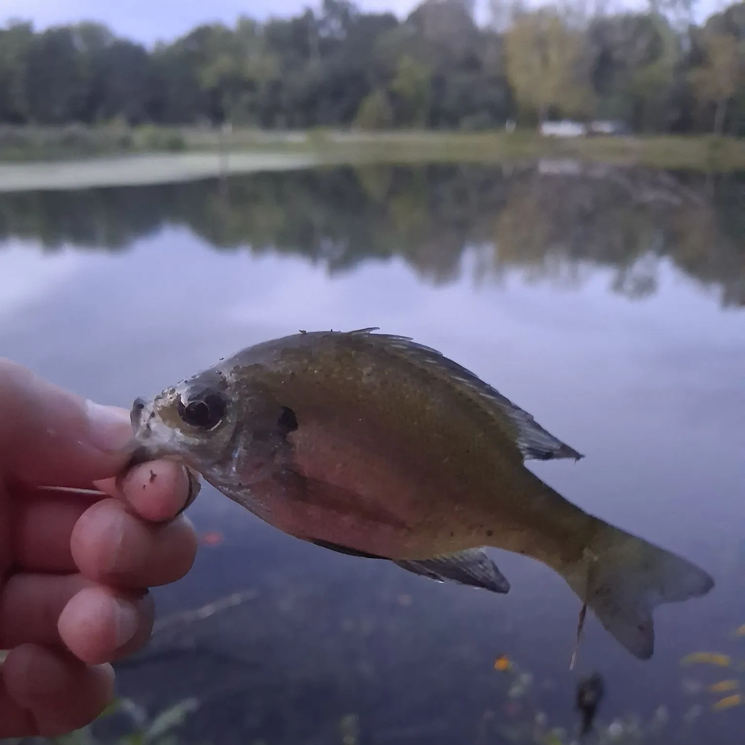 Bluegill caught on Fishbrain