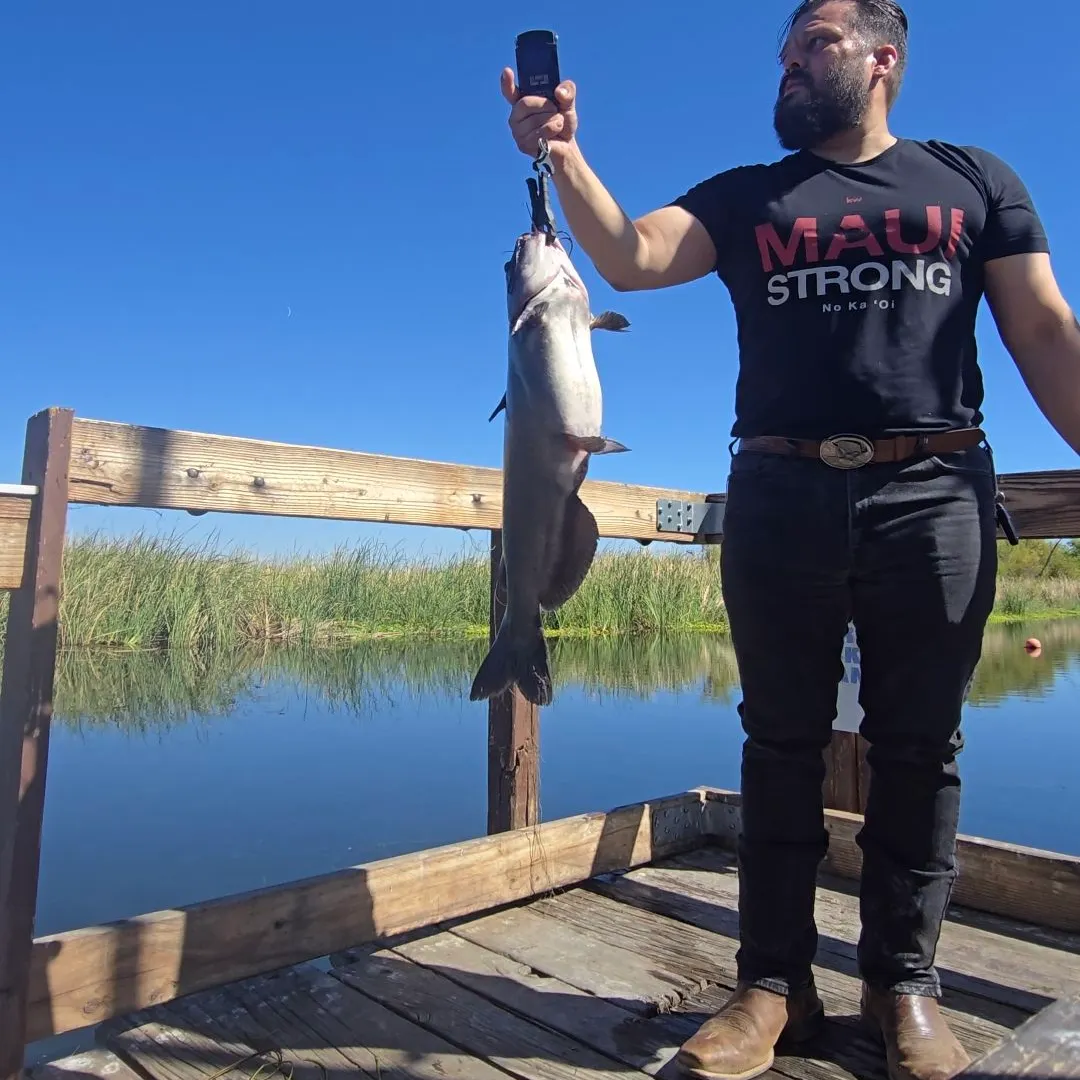 Channel catfish caught on Fishbrain