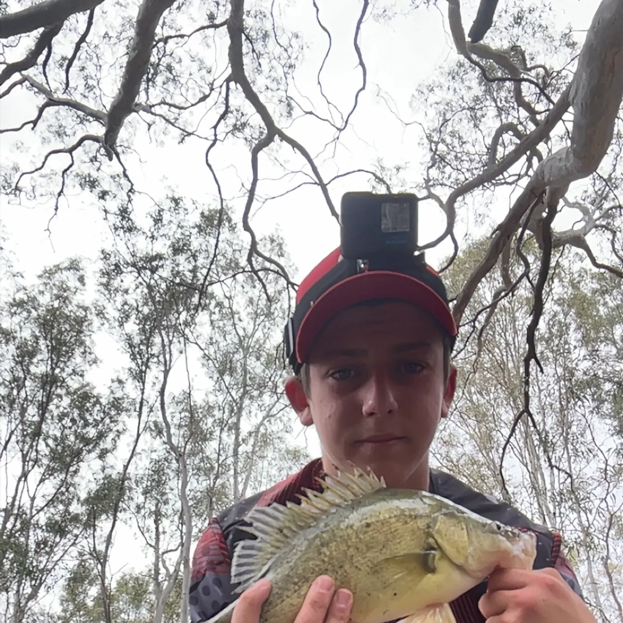 The most recent Golden perch catches on Fishbrain