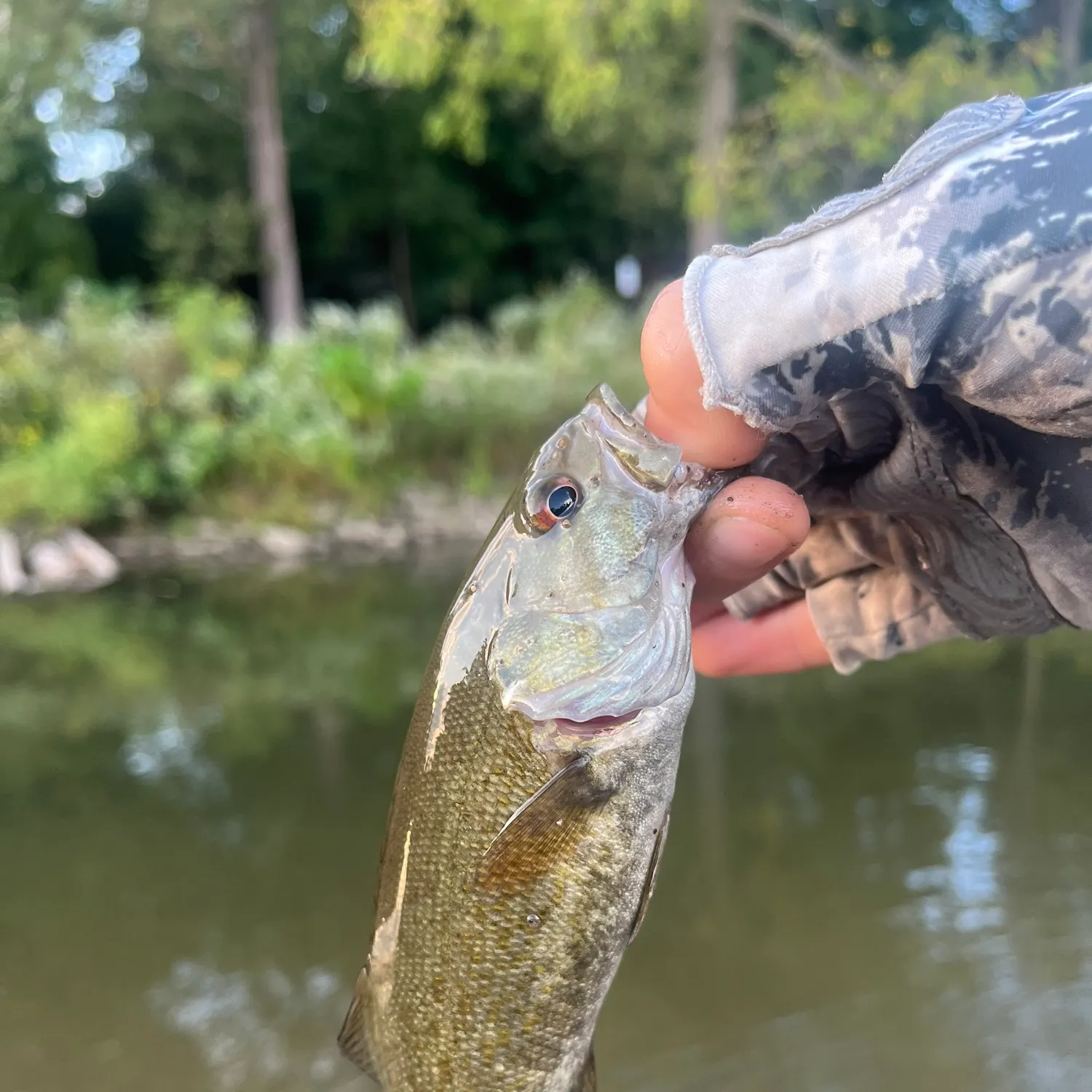 Smallmouth bass caught on Fishbrain