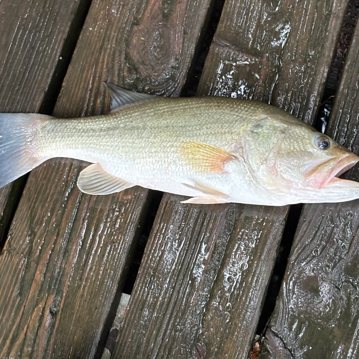 Largemouth bass caught on Fishbrain