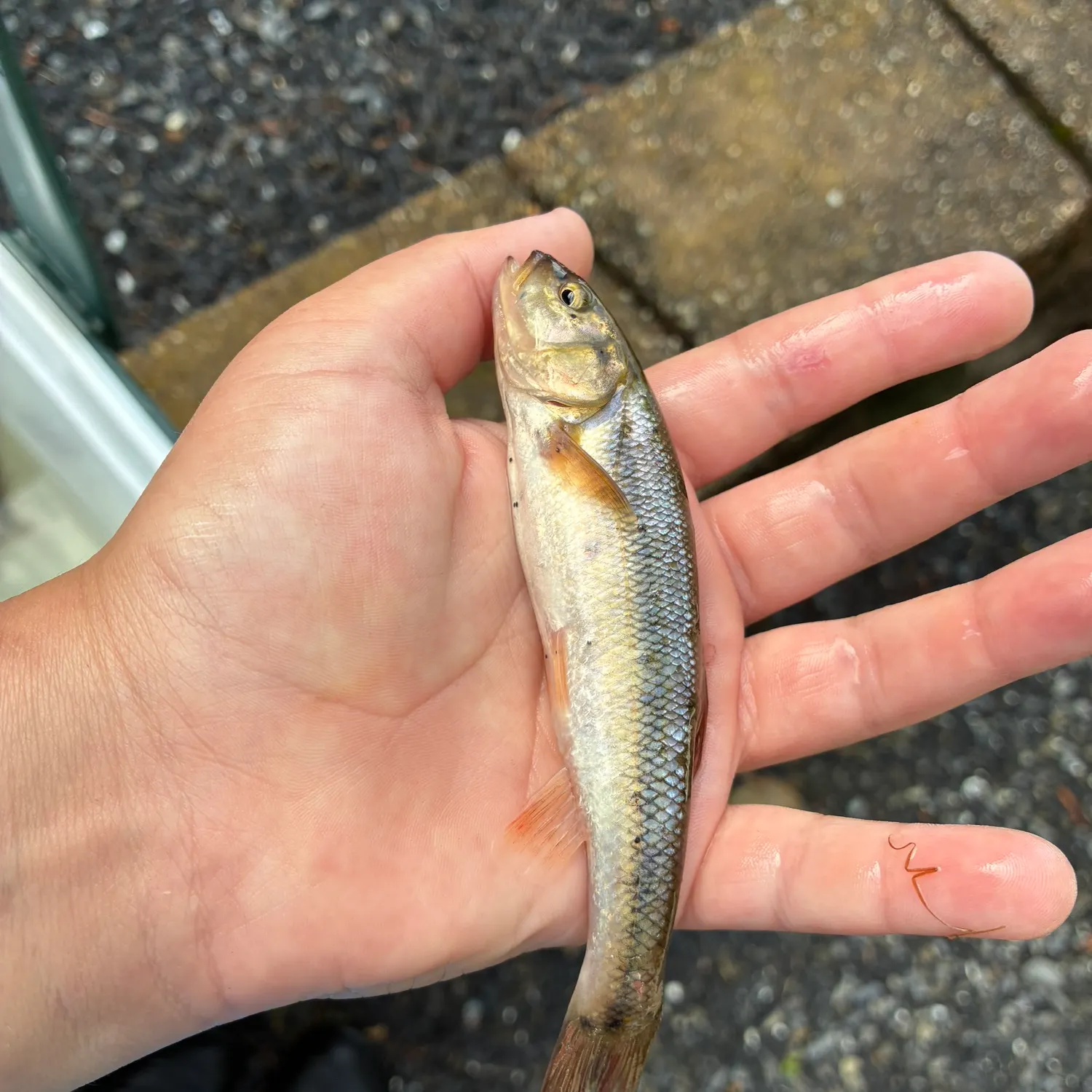 Creek chub caught on Fishbrain