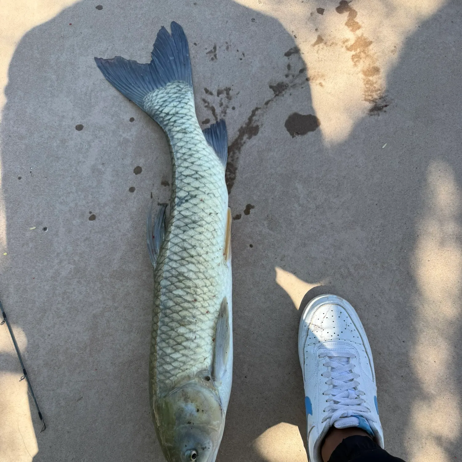 Grass carp caught on Fishbrain