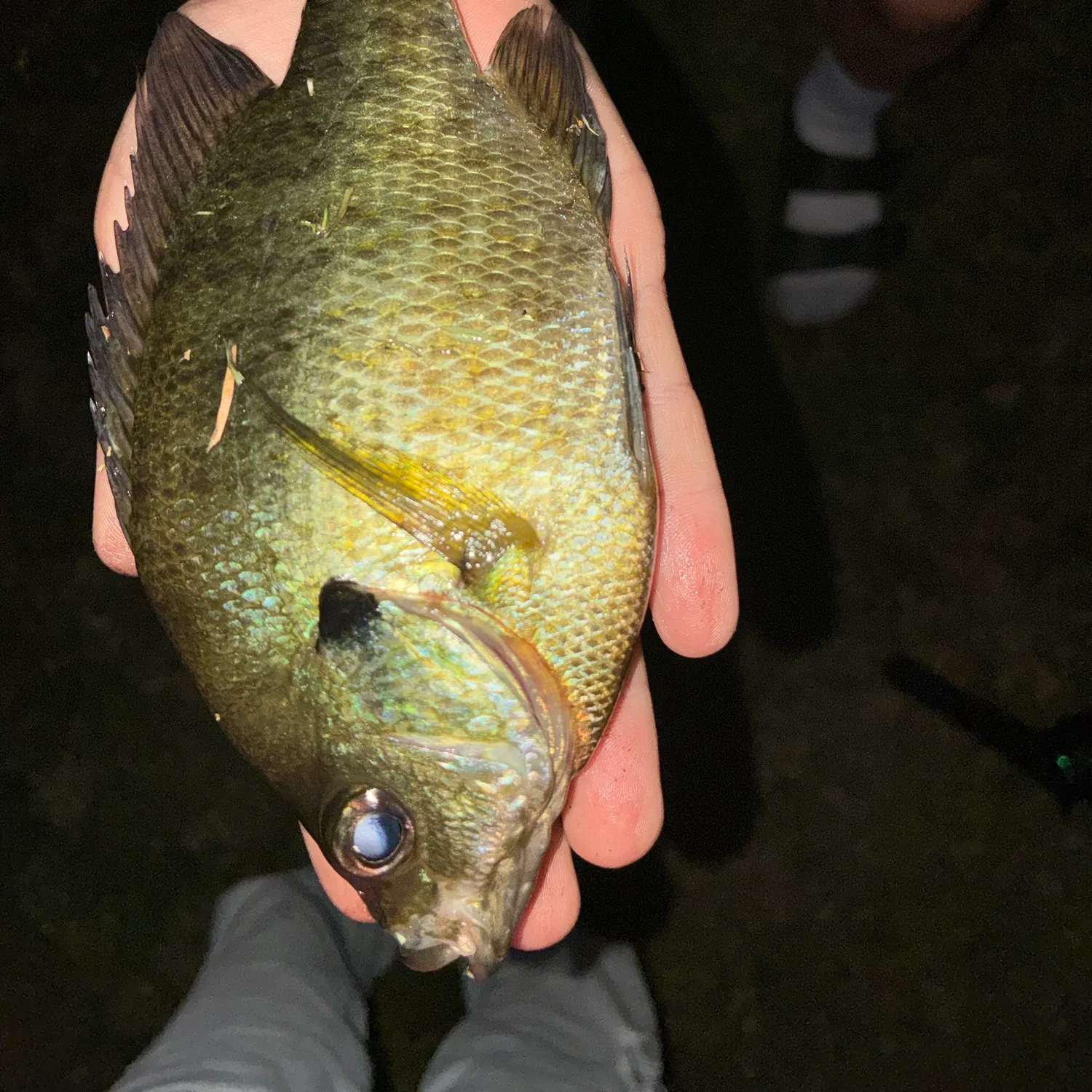 Bluegill caught on Fishbrain