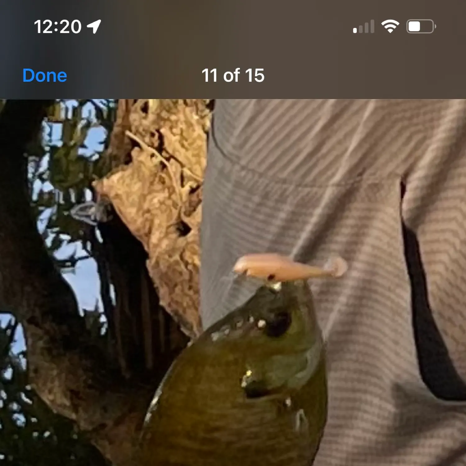 recently logged catches