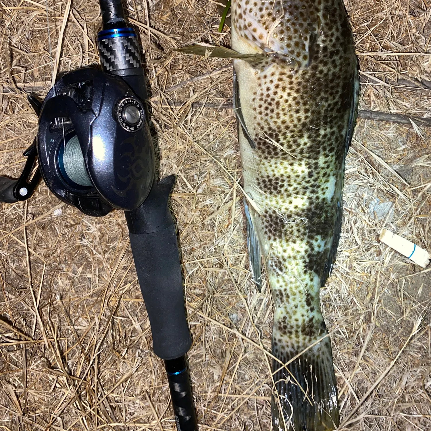 The most recent Spotted sand bass catches on Fishbrain