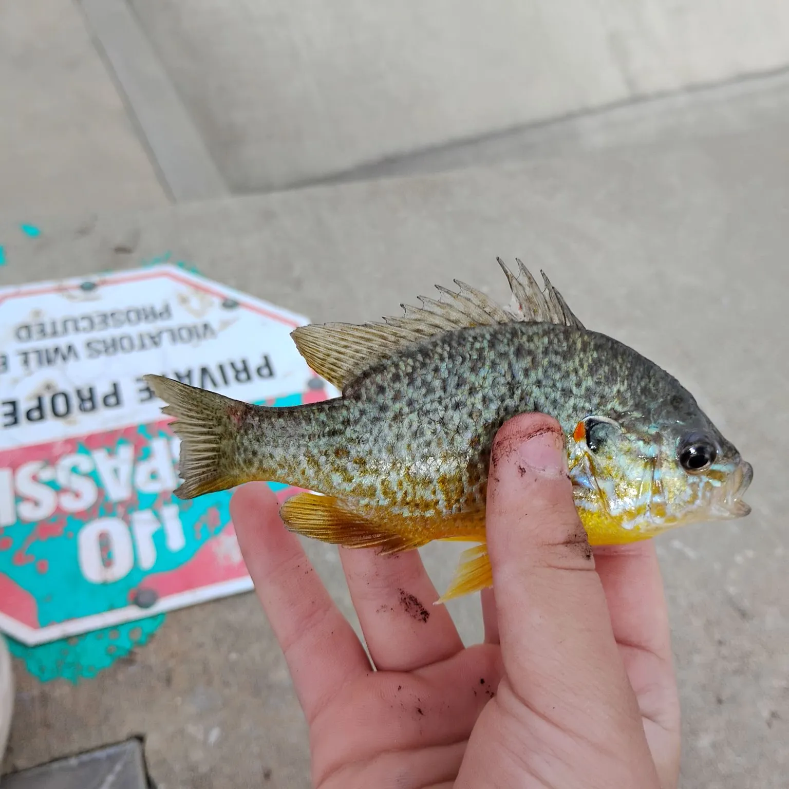 The most recent Redear sunfish catches on Fishbrain