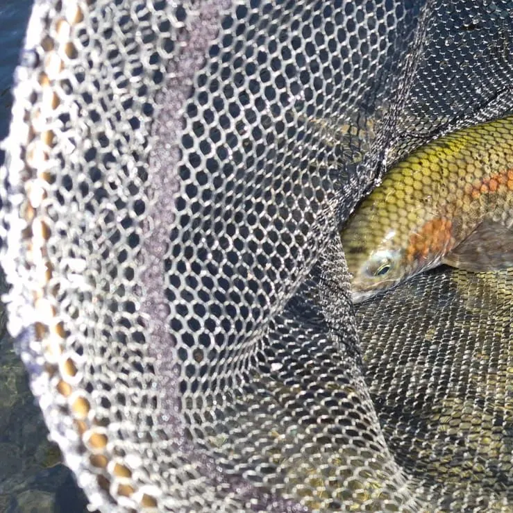 Rainbow trout caught on Fishbrain