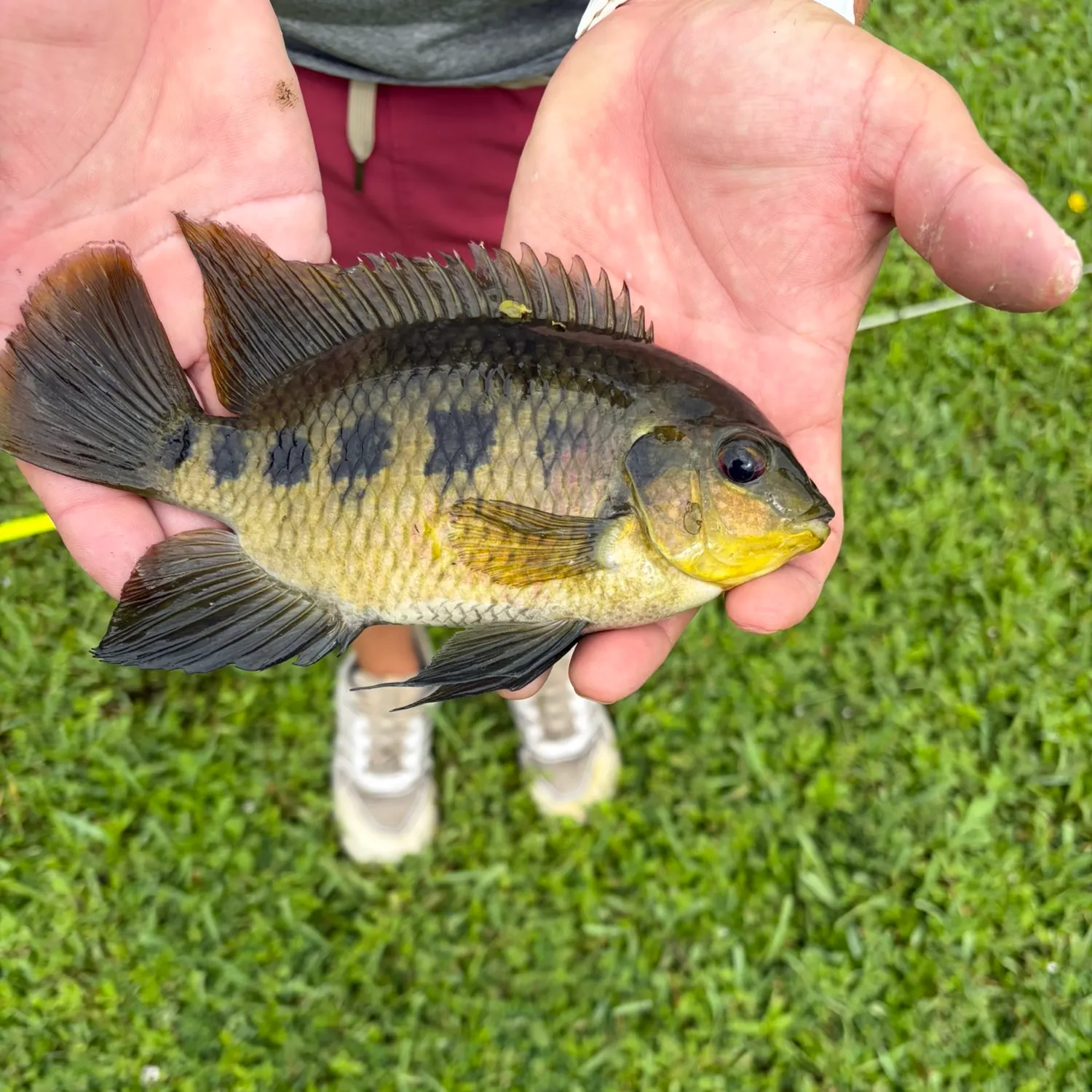 Spotted tilapia caught on Fishbrain