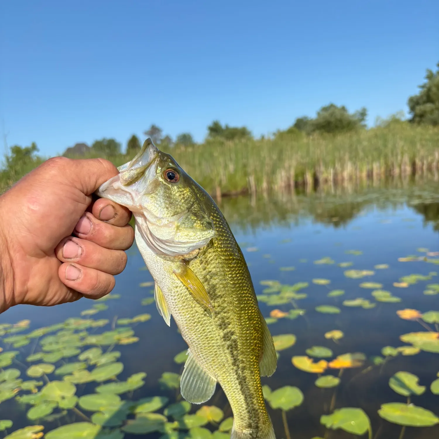 Largemouth bass caught on Fishbrain