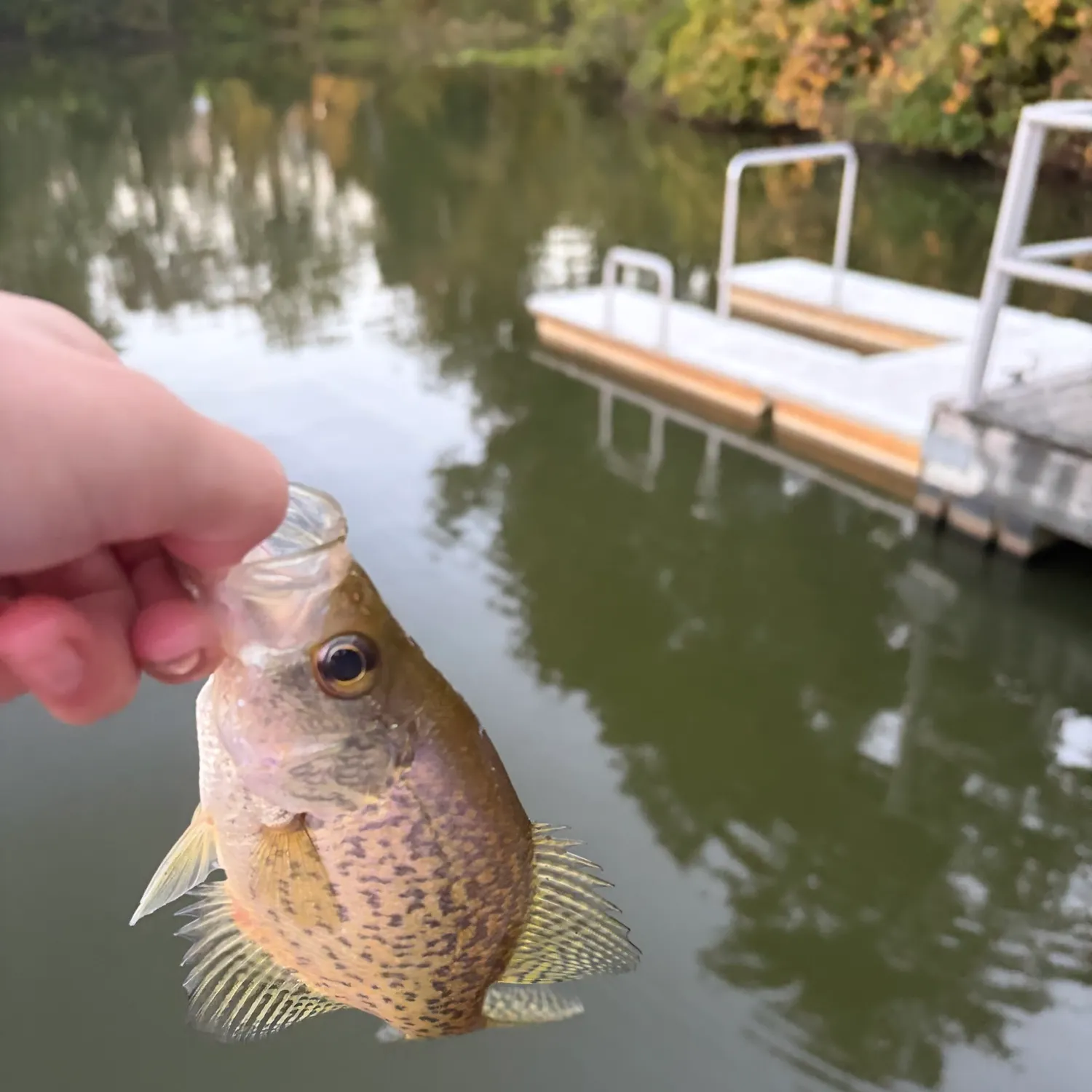 Black crappie caught on Fishbrain