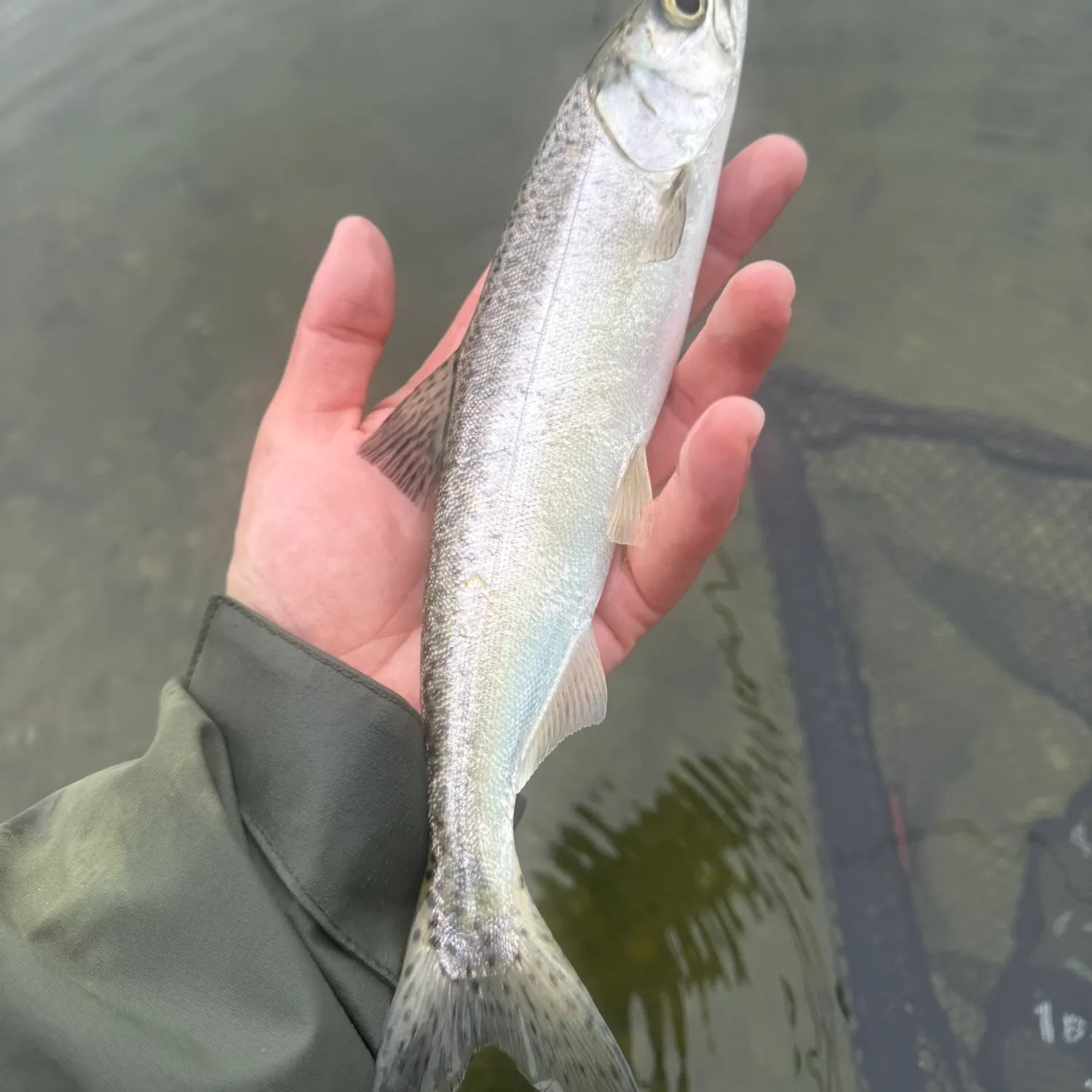 Coho salmon caught on Fishbrain