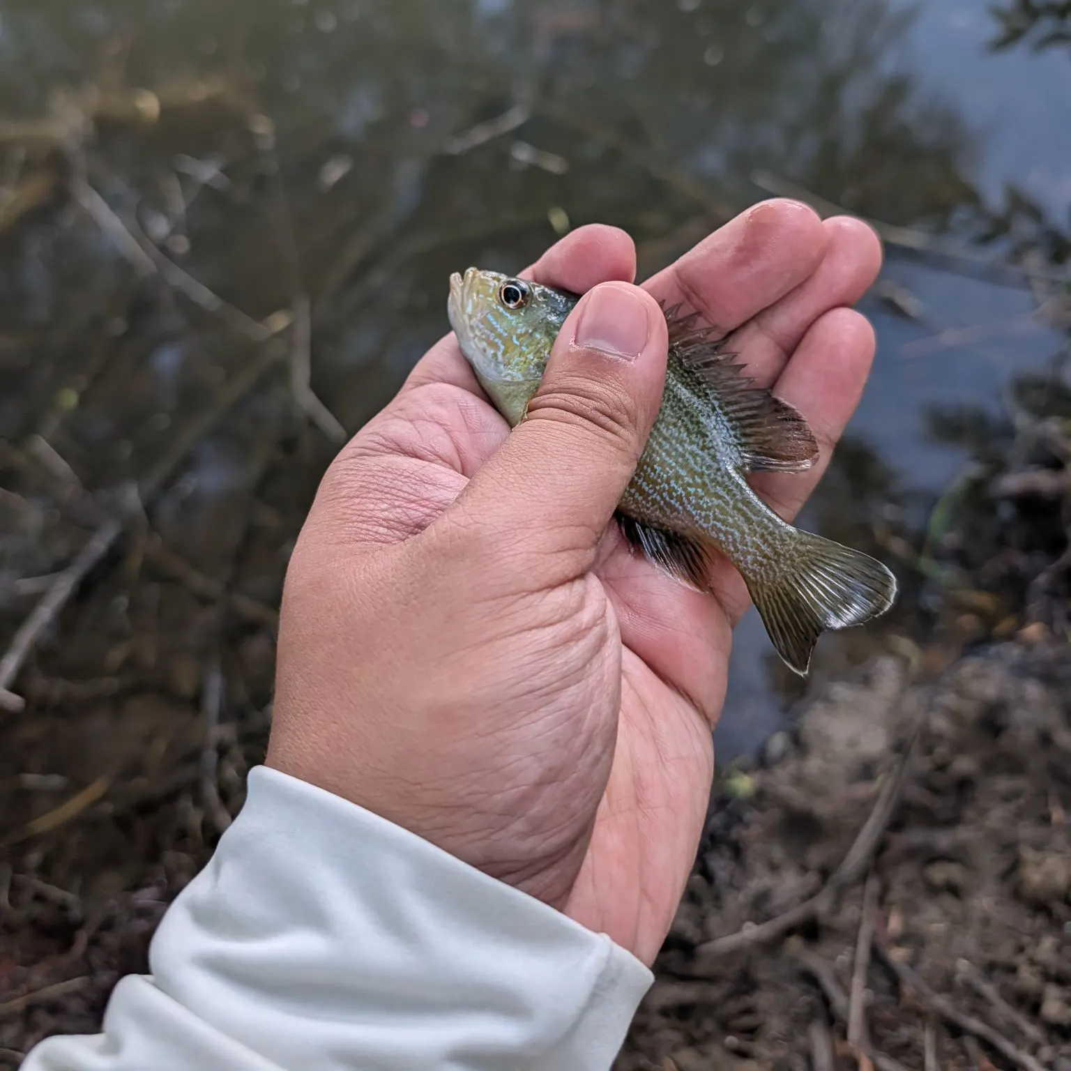 Green sunfish caught on Fishbrain