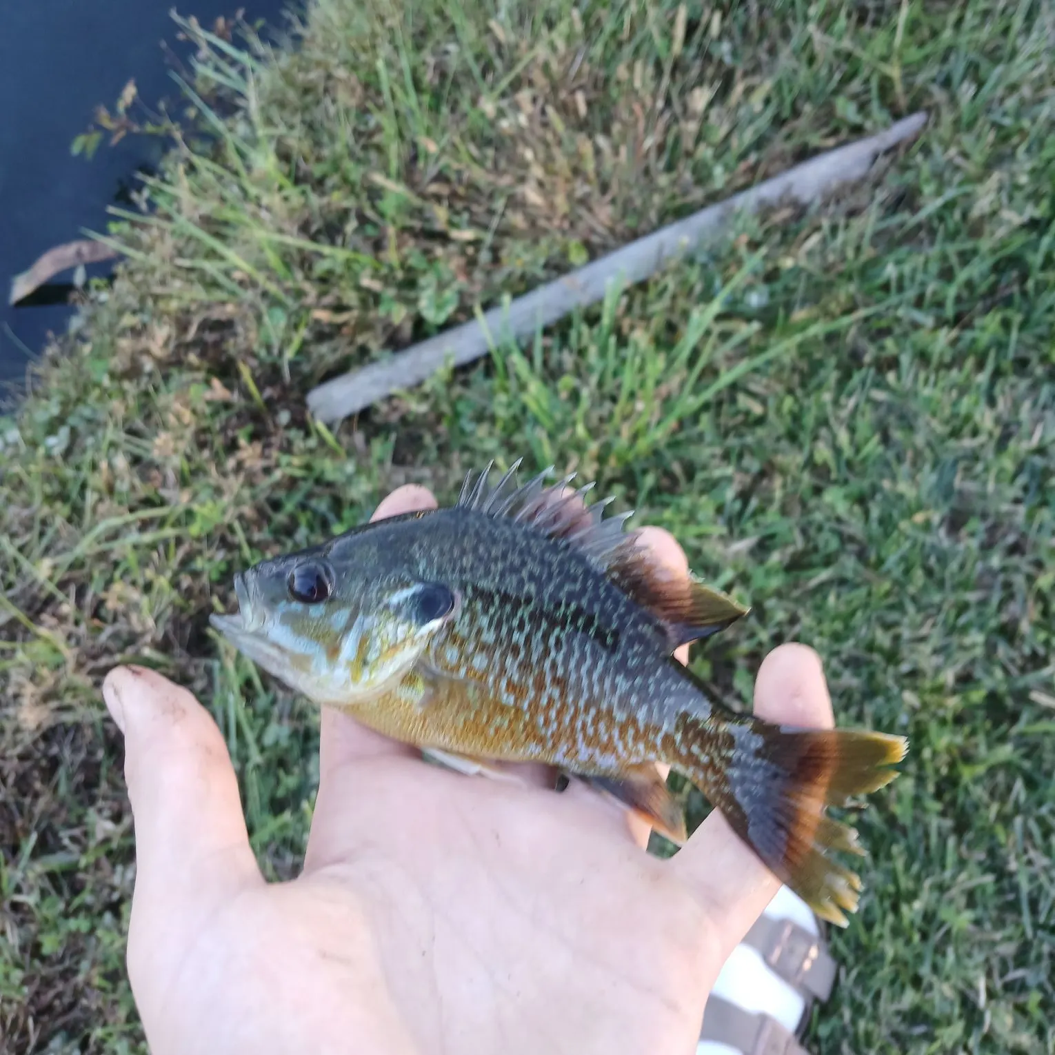 Greengill hybrid caught on Fishbrain