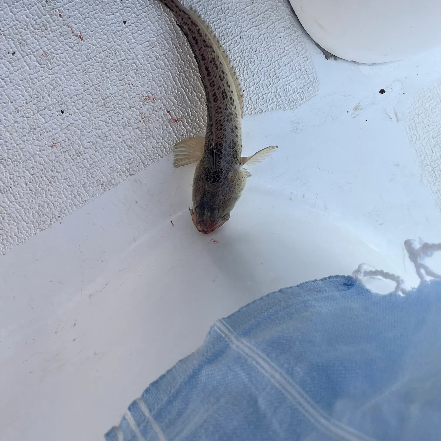 The most recent Atlantic lizardfish catches on Fishbrain