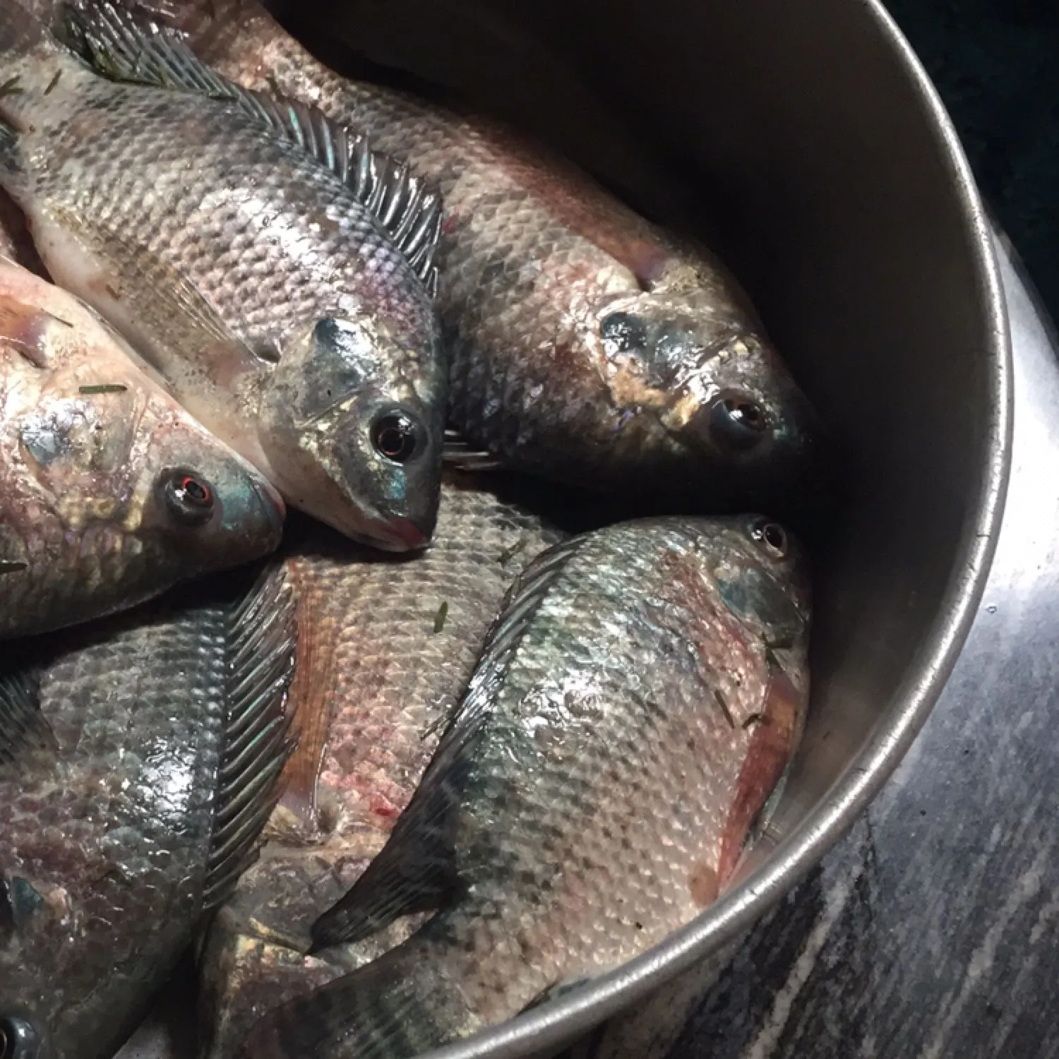 recently logged catches