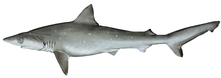 Atlantic sharpnose shark
