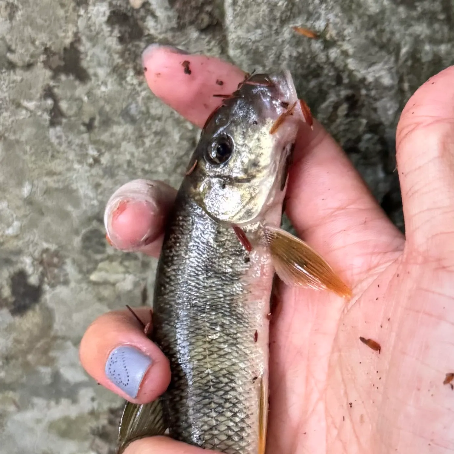 White sucker caught on Fishbrain