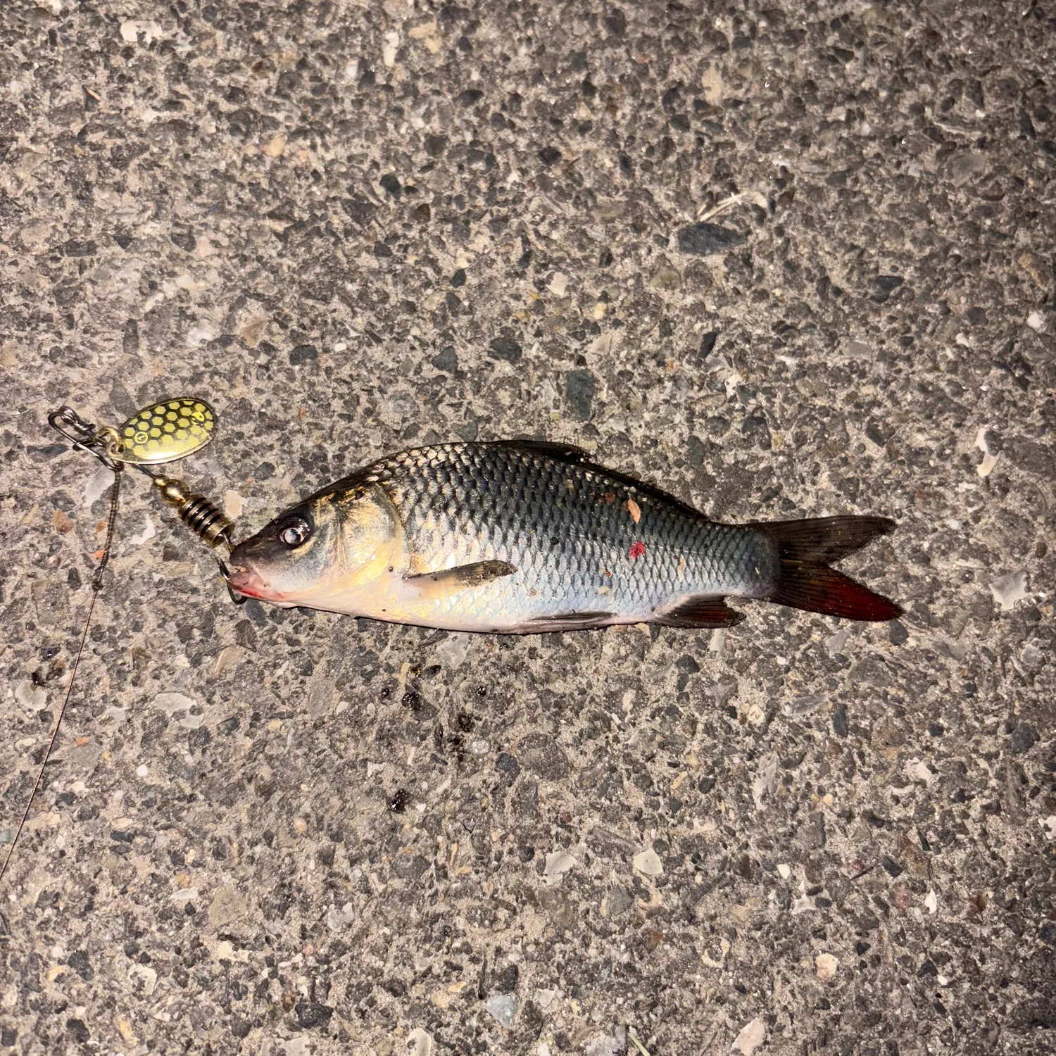 Common rudd caught on Fishbrain