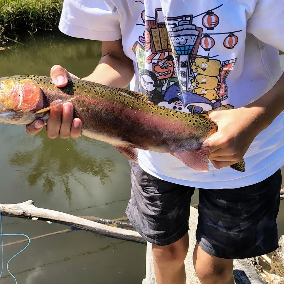 Rainbow trout caught on Fishbrain