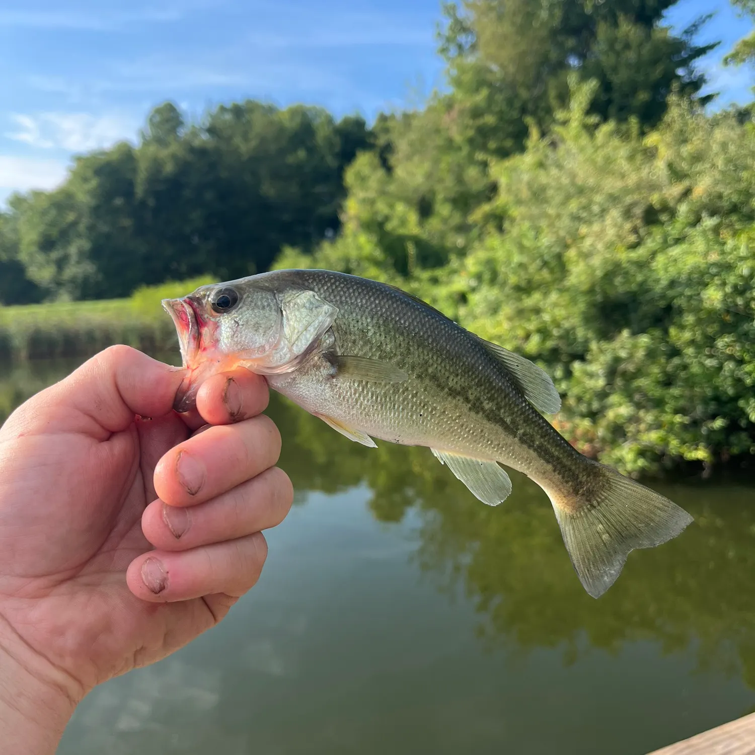 Largemouth bass caught on Fishbrain
