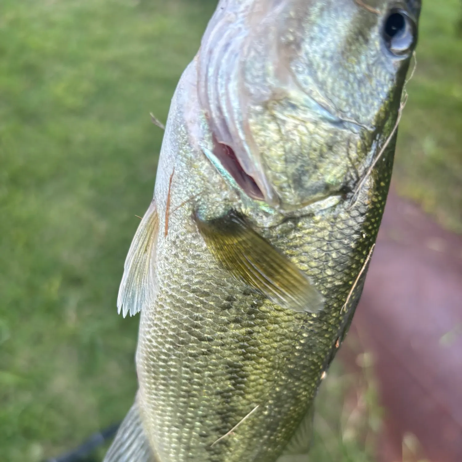 Smallmouth bass caught on Fishbrain