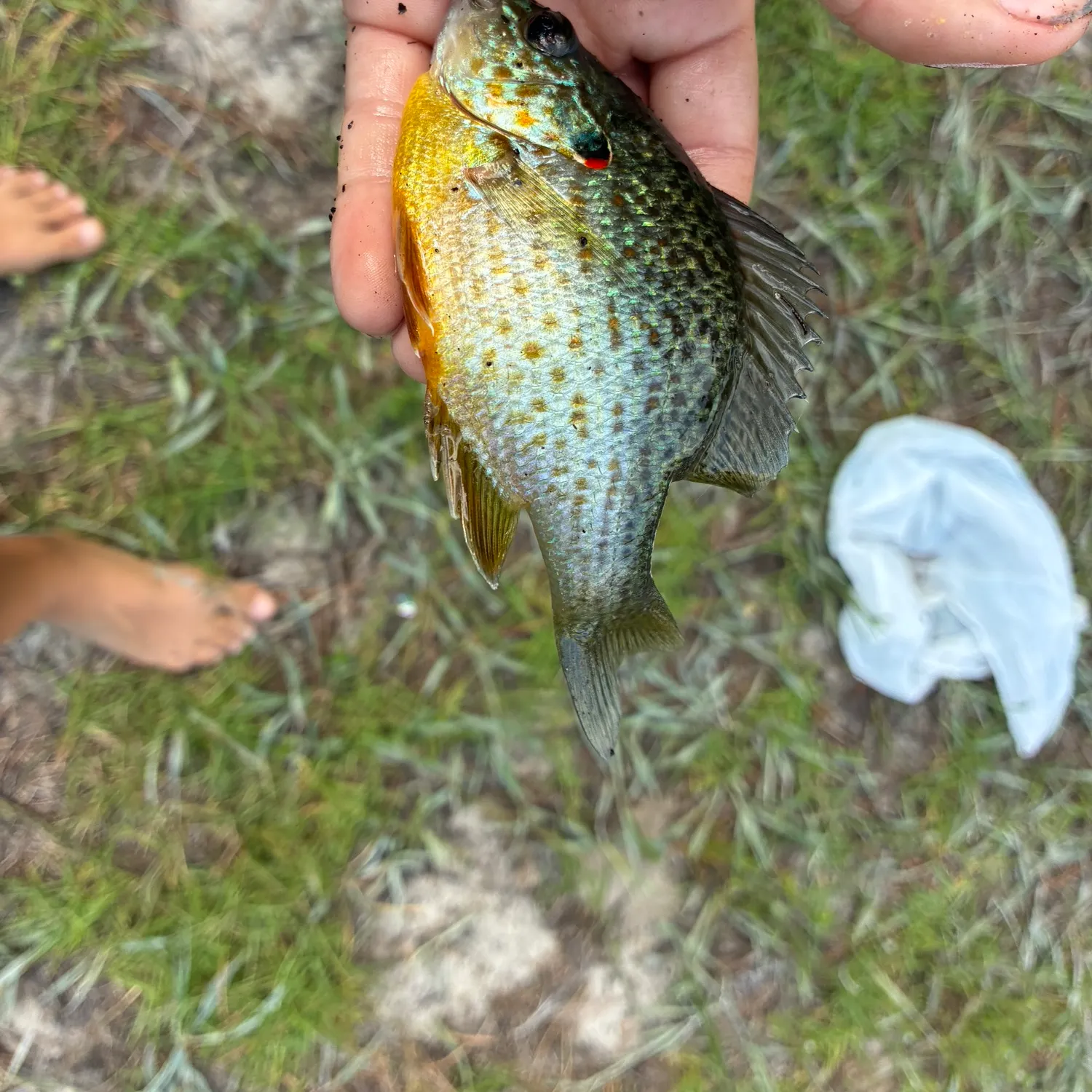 Pumpkinseed caught on Fishbrain