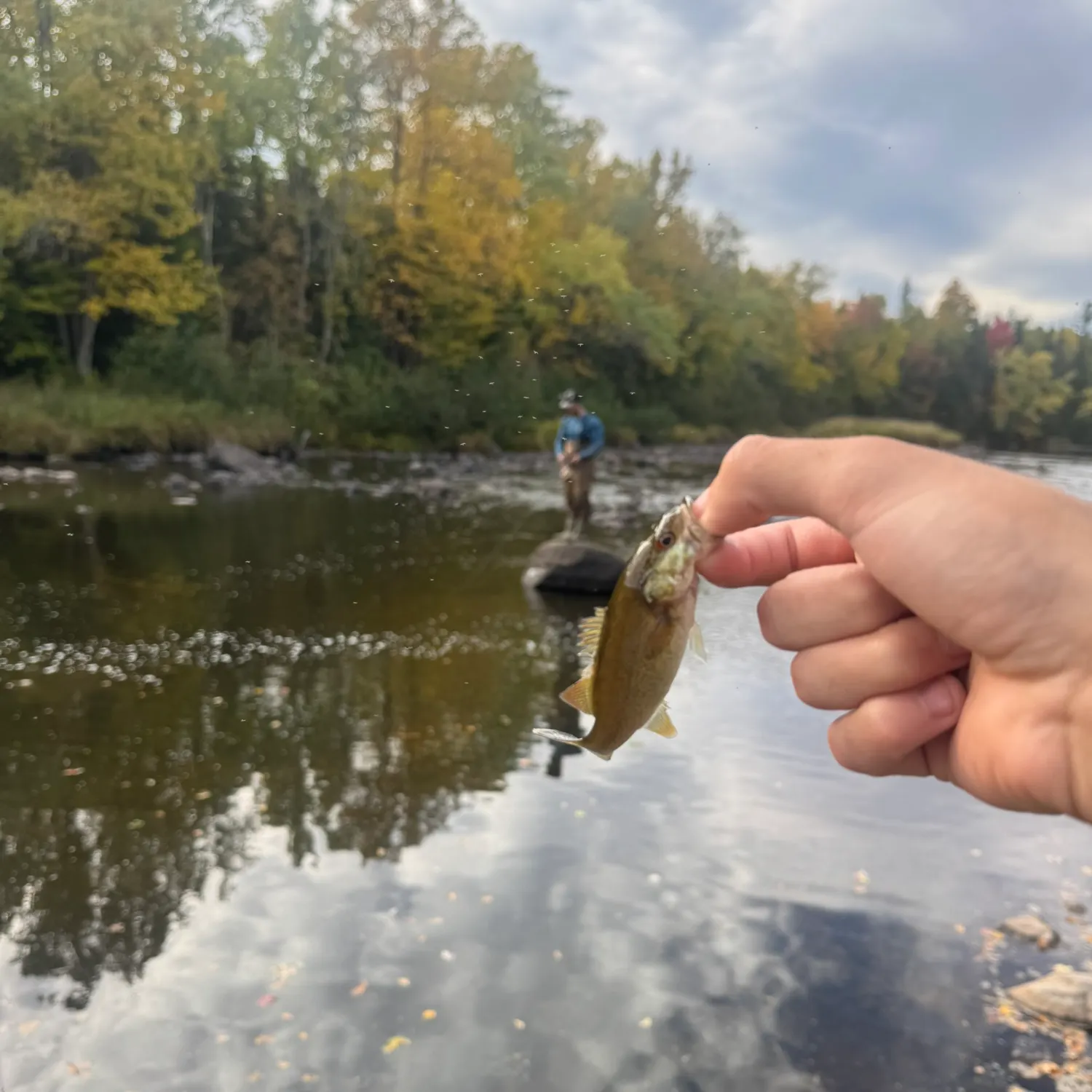 Smallmouth bass caught on Fishbrain