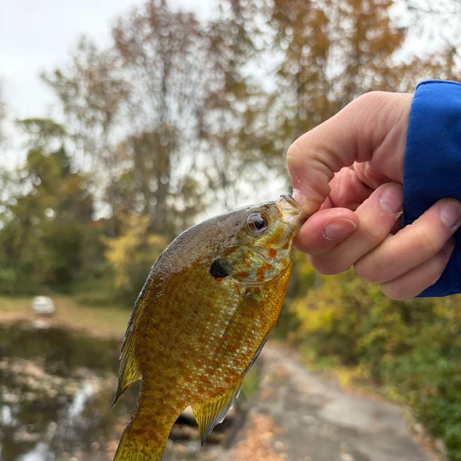 Pumpkinseed caught on Fishbrain