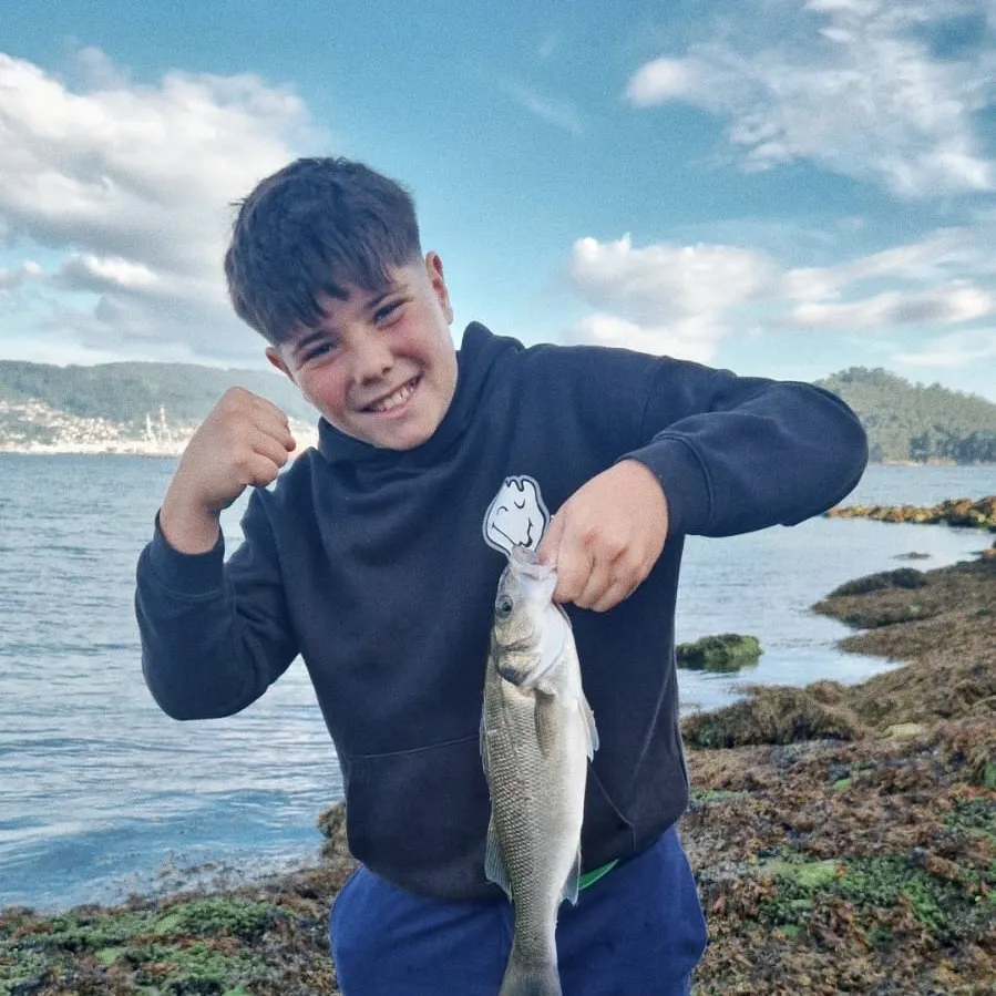 European seabass caught on Fishbrain
