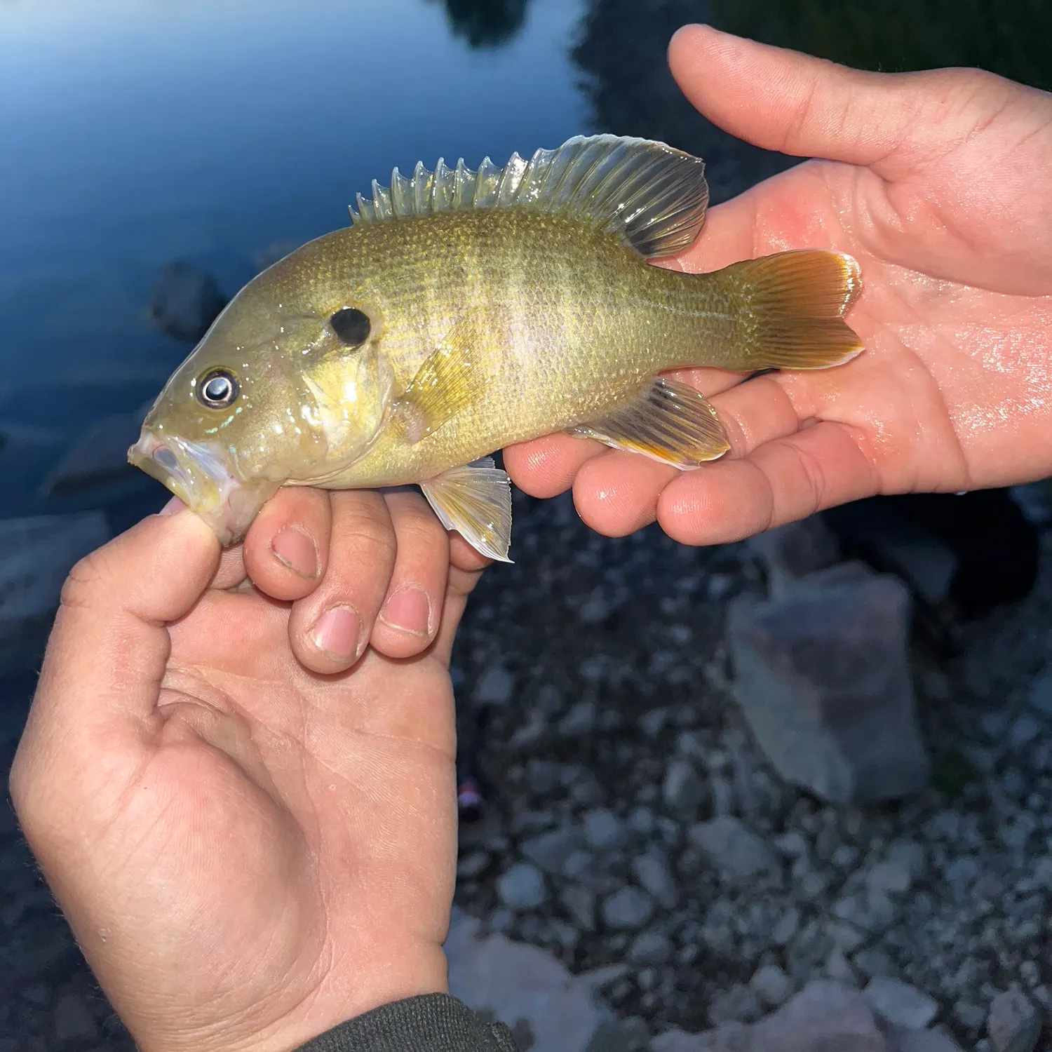 Green sunfish caught on Fishbrain