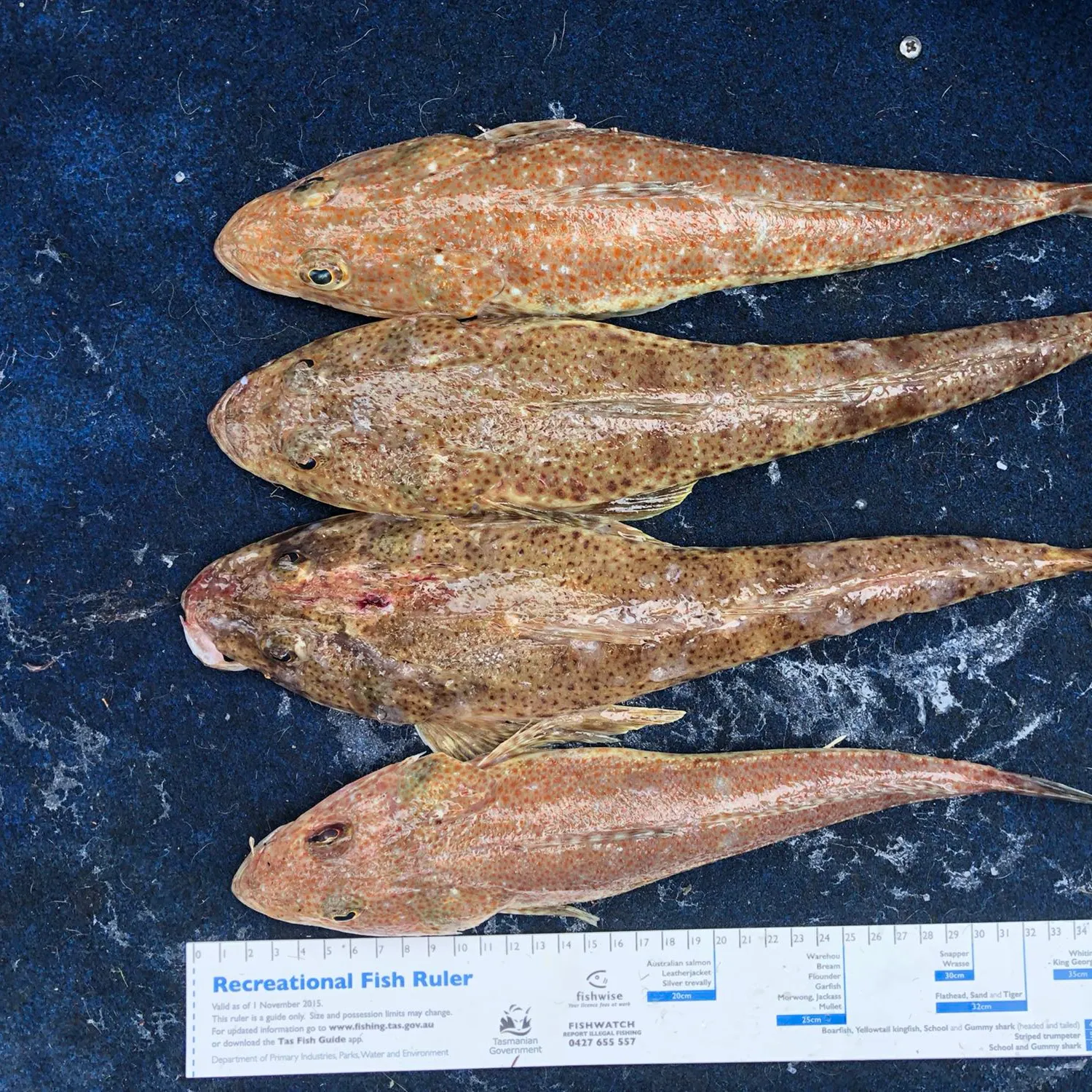 recently logged catches