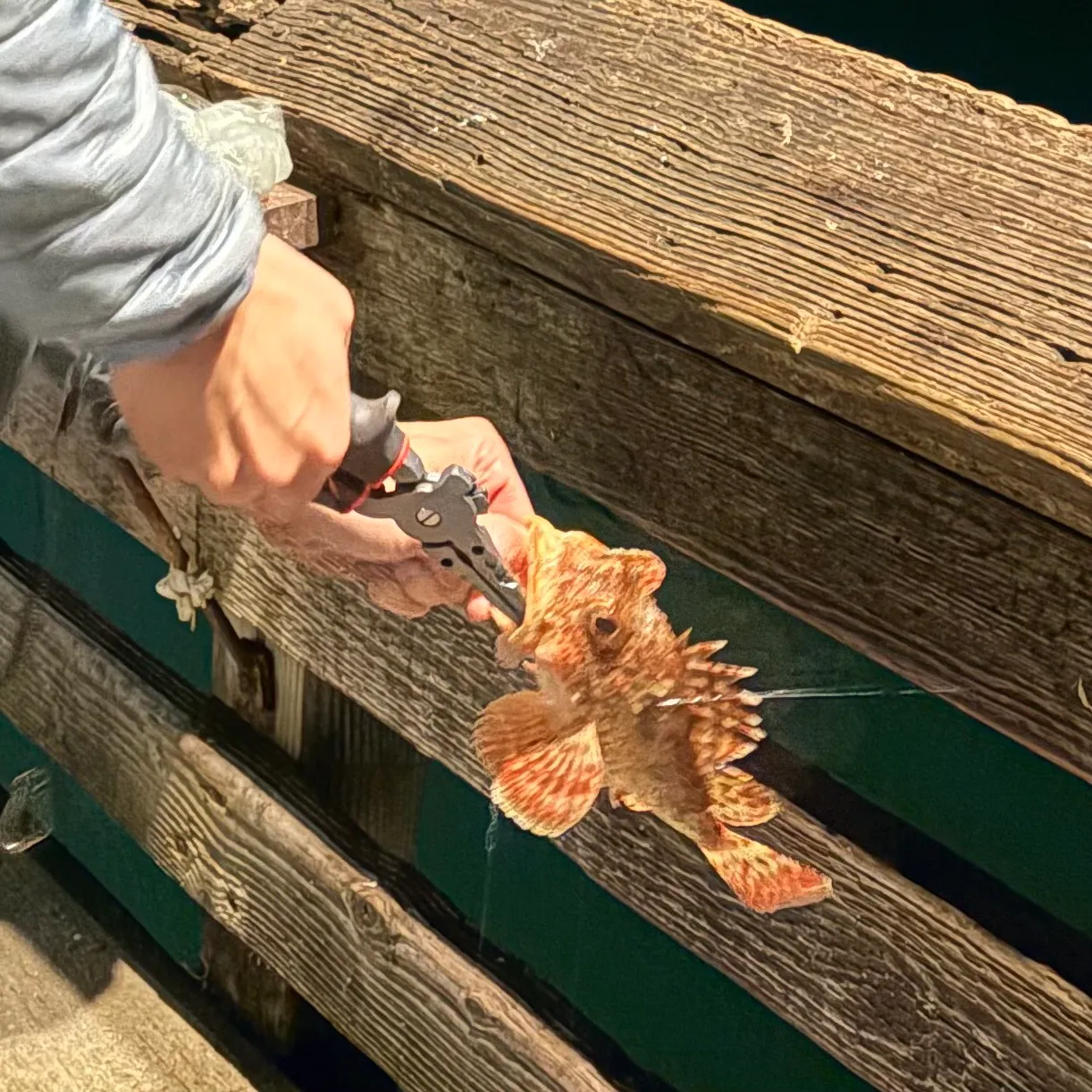 The most recent California scorpionfish catches on Fishbrain