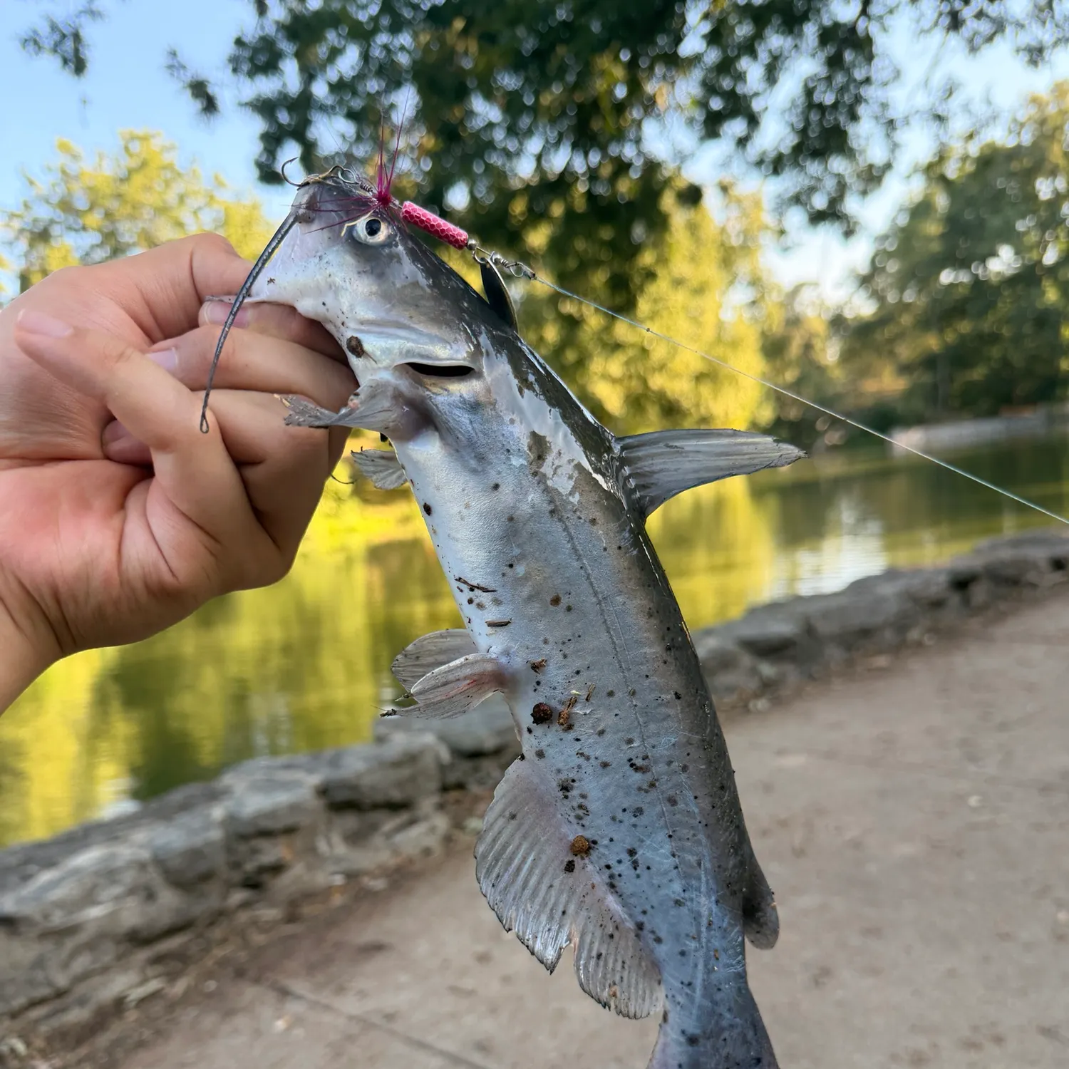 Channel catfish caught on Fishbrain