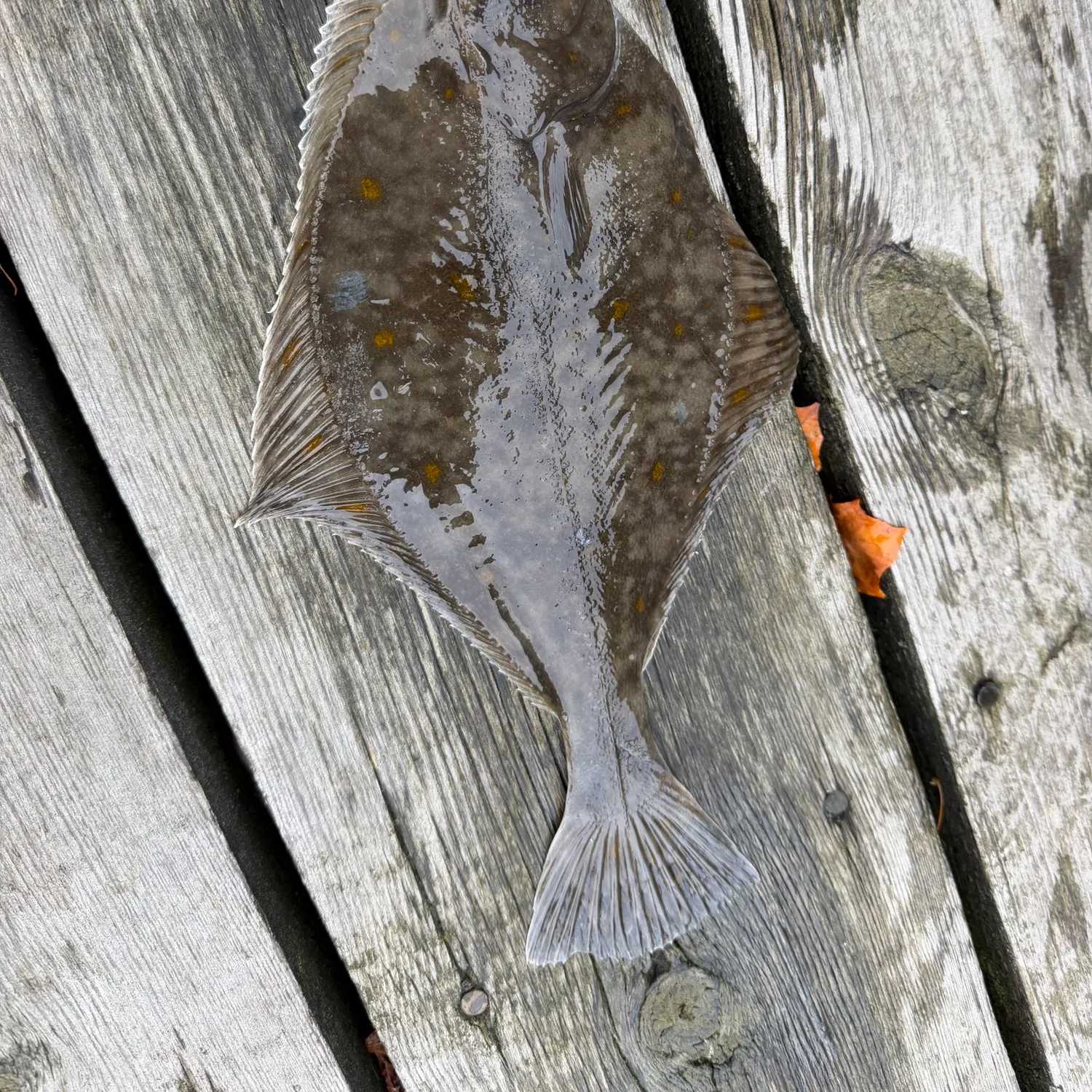 European plaice caught on Fishbrain