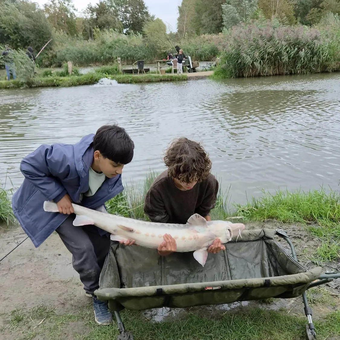 Russian sturgeon caught on Fishbrain