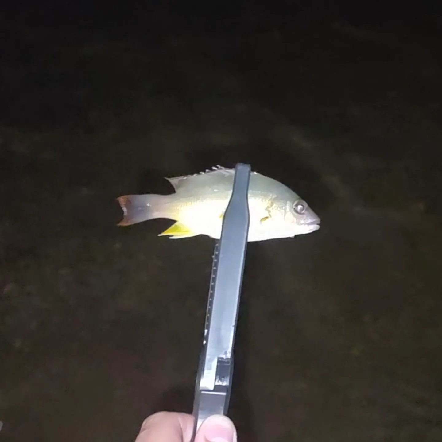 The most recent Blacktail snapper catches on Fishbrain
