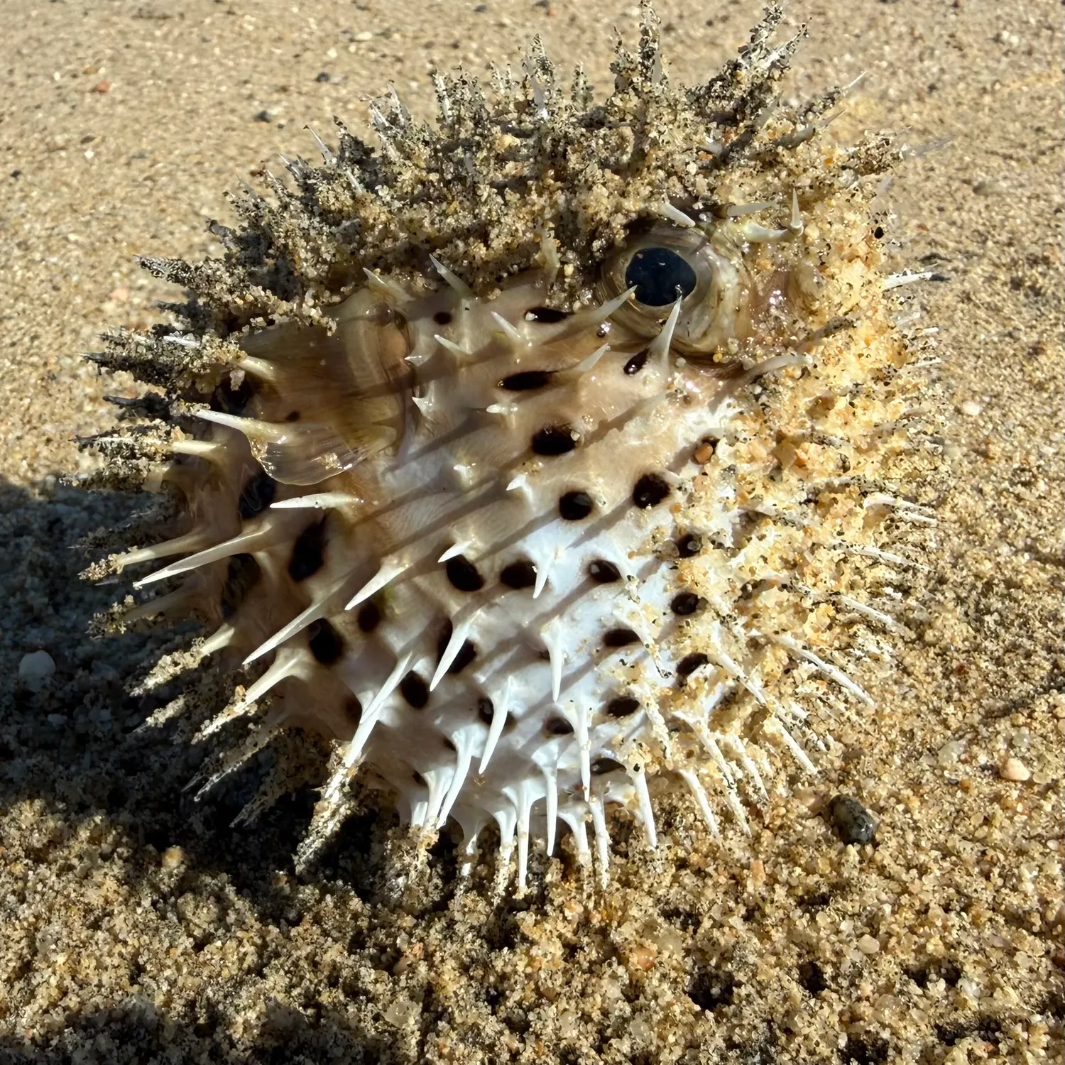 The most recent Spot-fin porcupinefish catches on Fishbrain