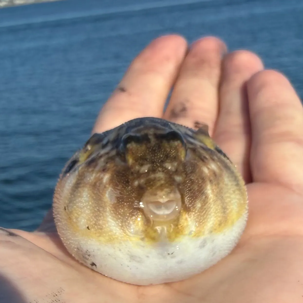 Northern puffer caught on Fishbrain