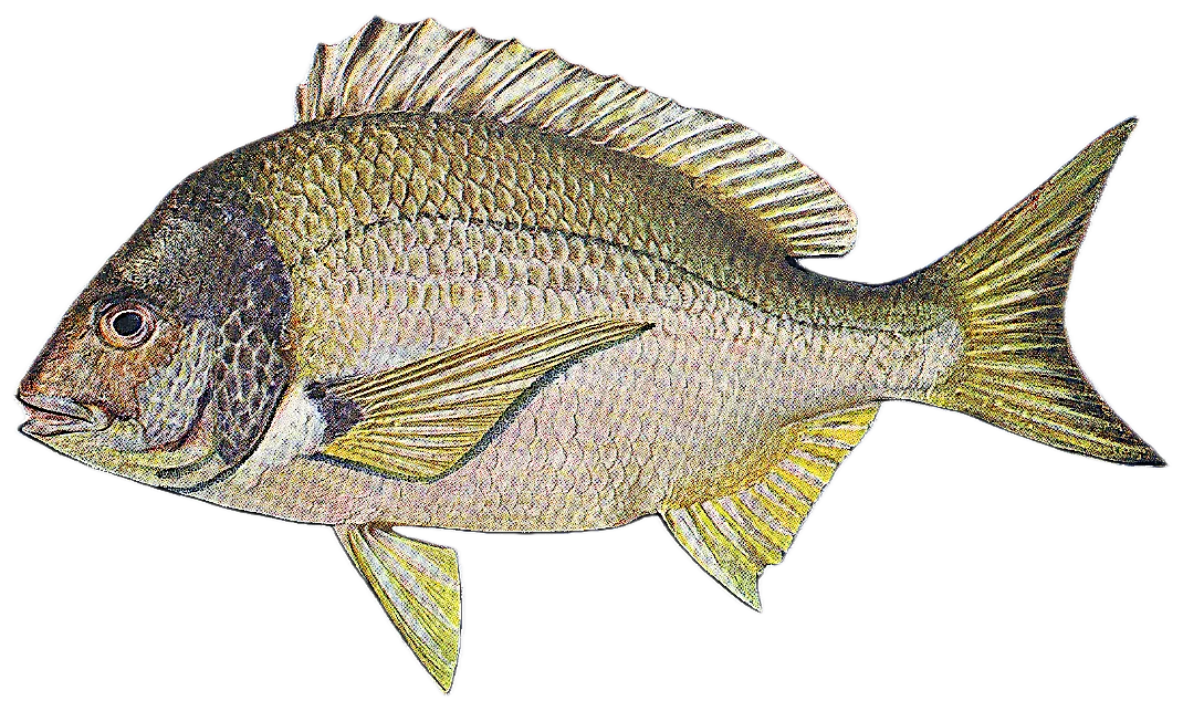 Surf bream