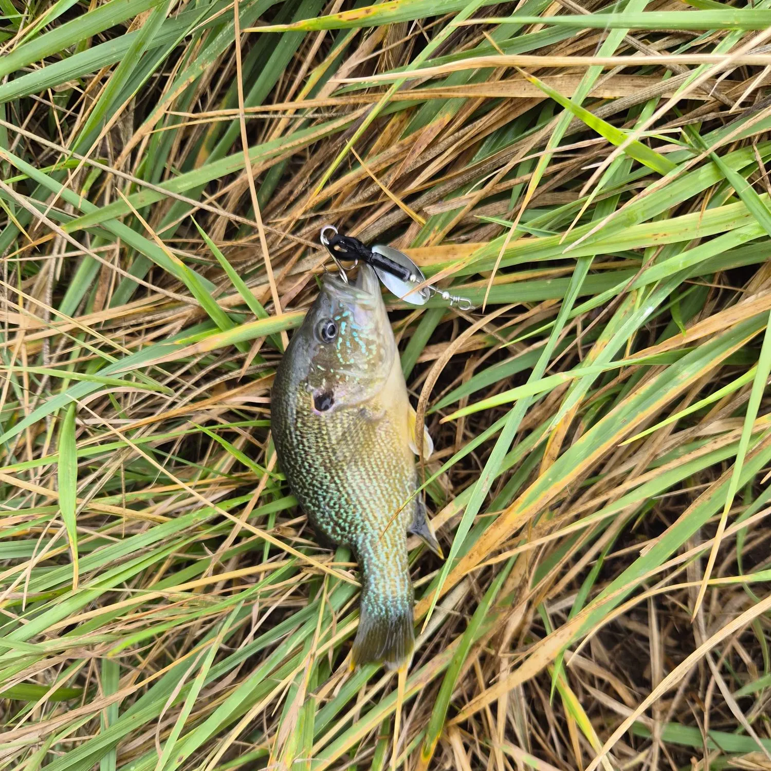 Green sunfish caught on Fishbrain