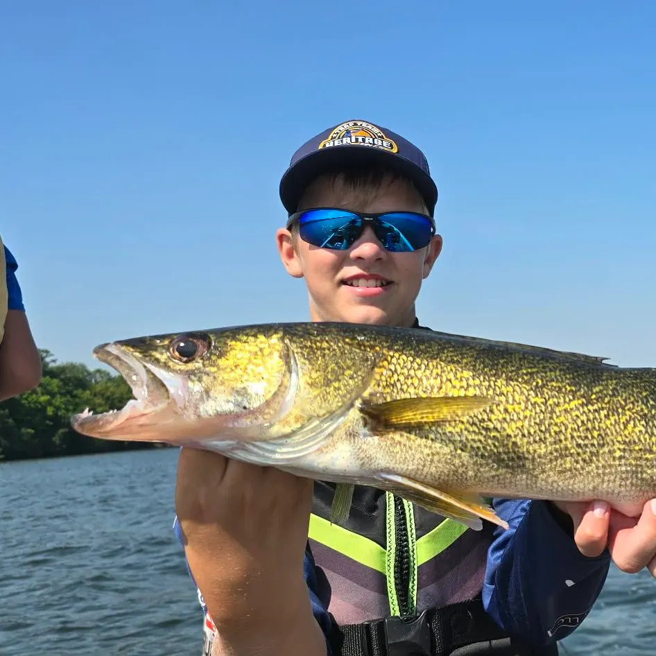 Walleye caught on Fishbrain