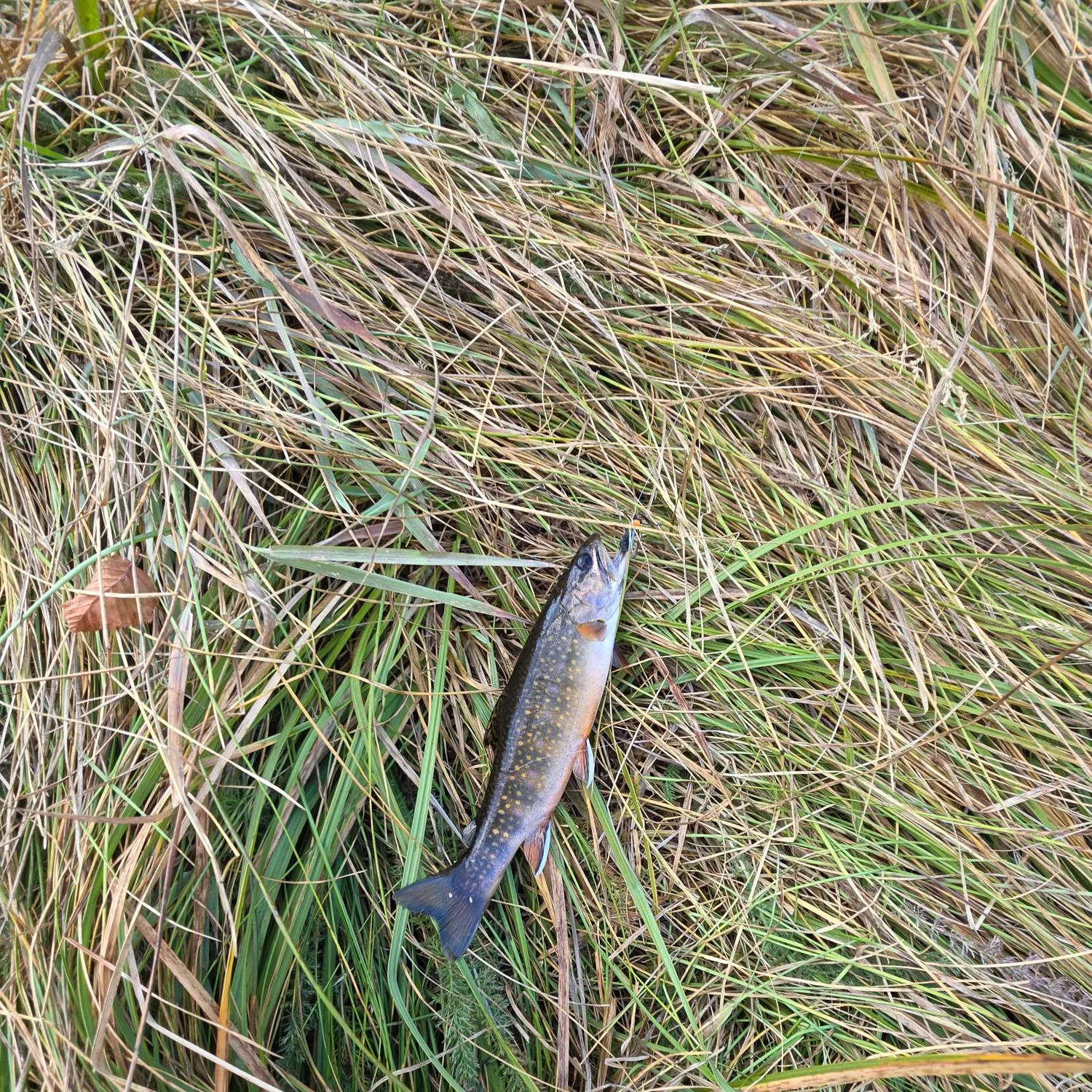 Brook trout caught on Fishbrain