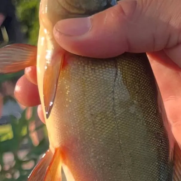 Tench caught on Fishbrain