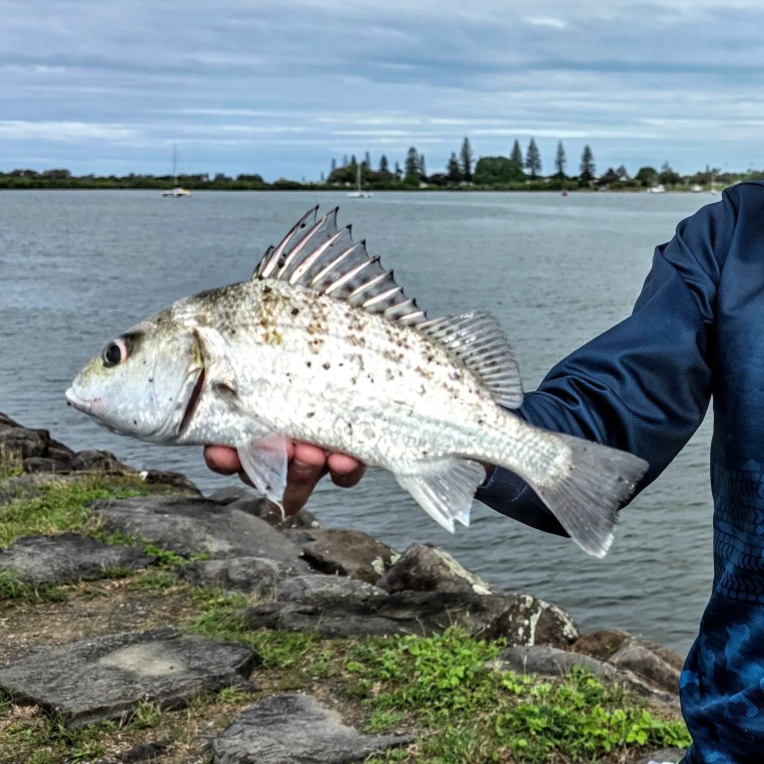 Javelin grunter caught on Fishbrain